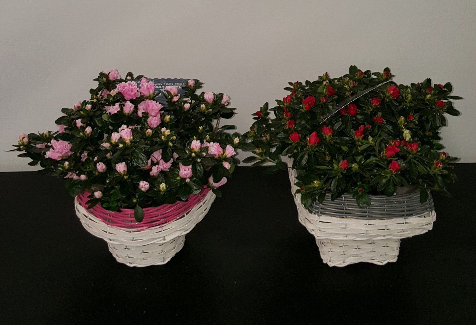 Indoor and Outdoor Plant 29