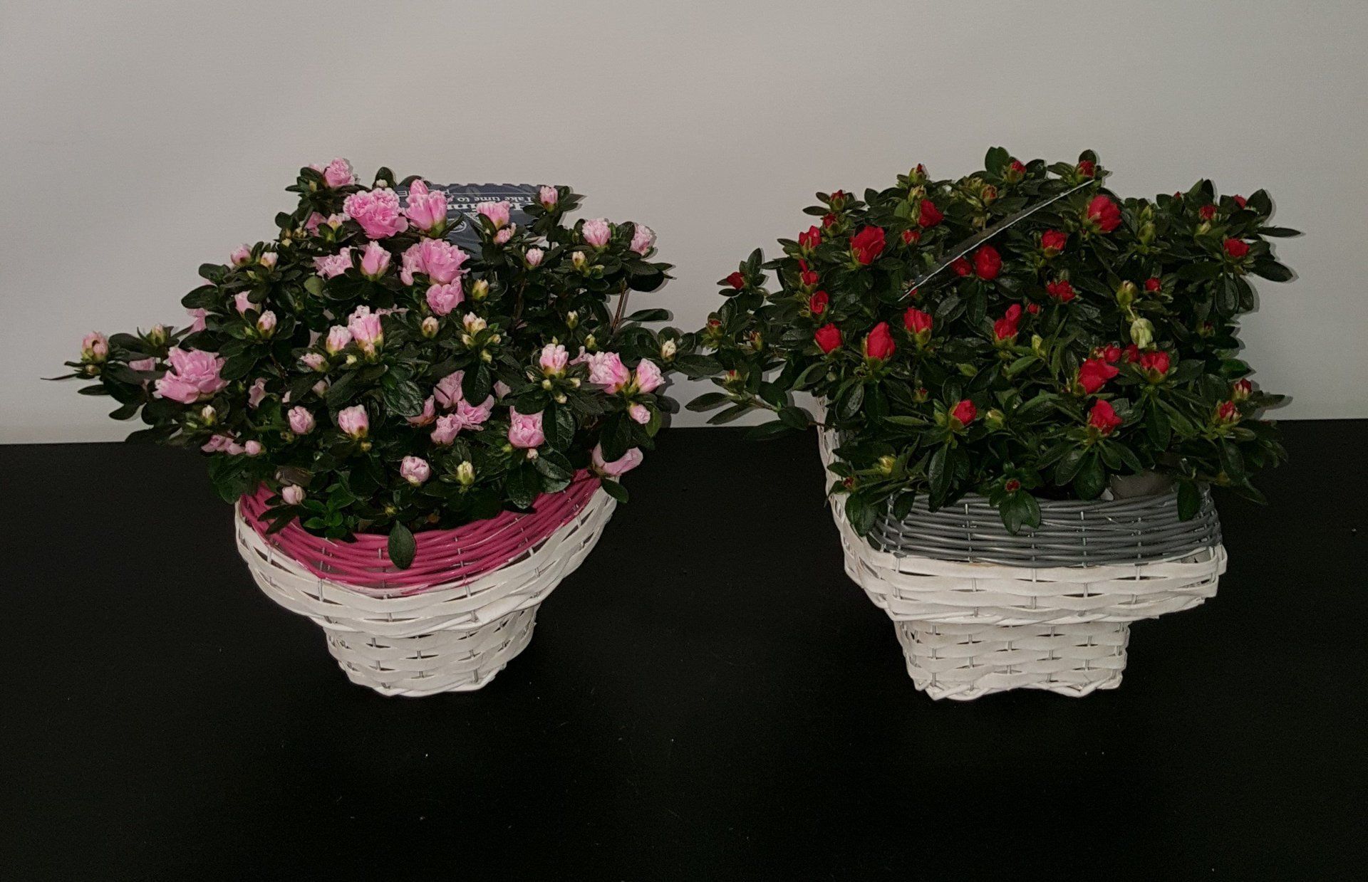 Indoor and Outdoor Plant 28