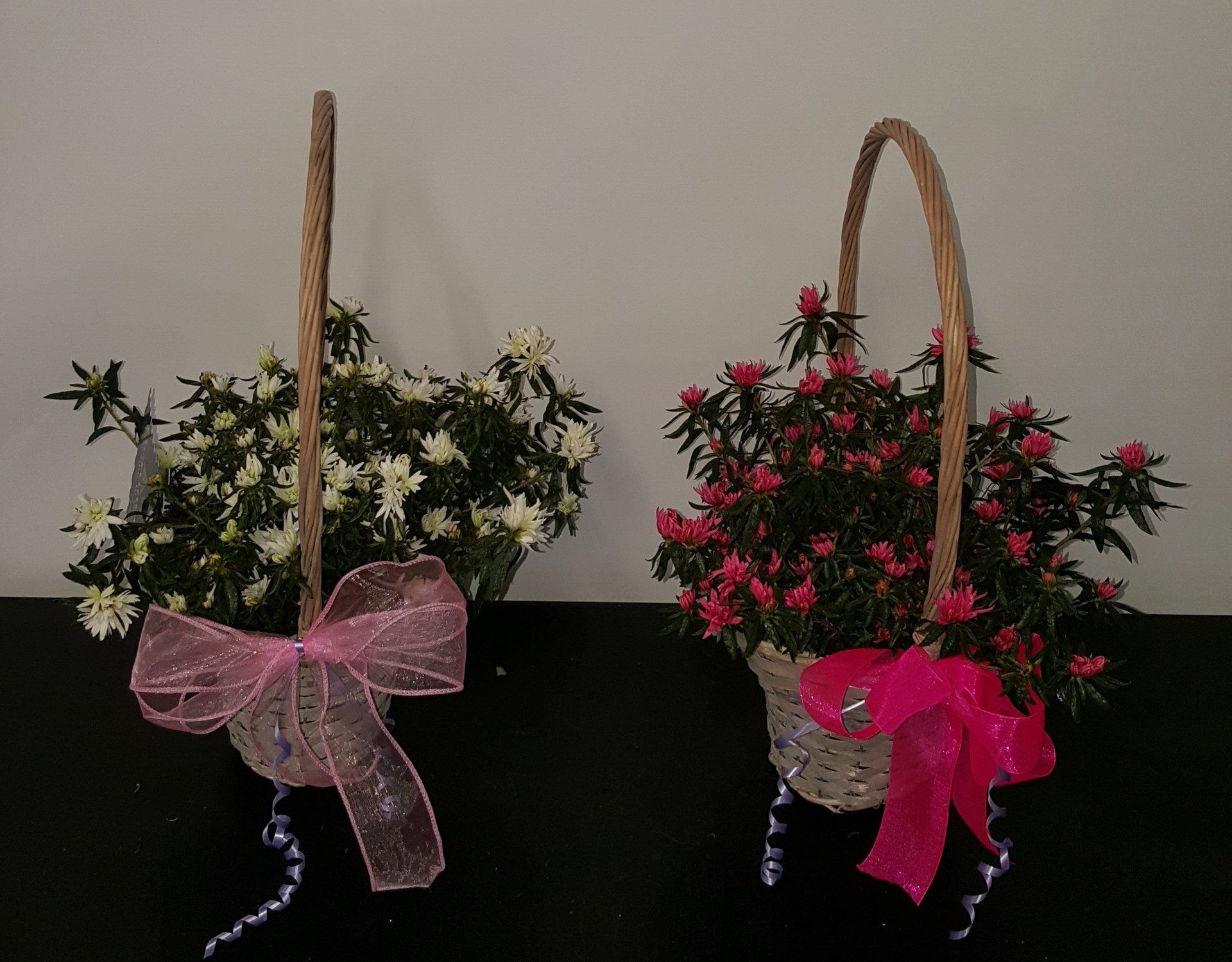 Indoor and Outdoor Plant 27