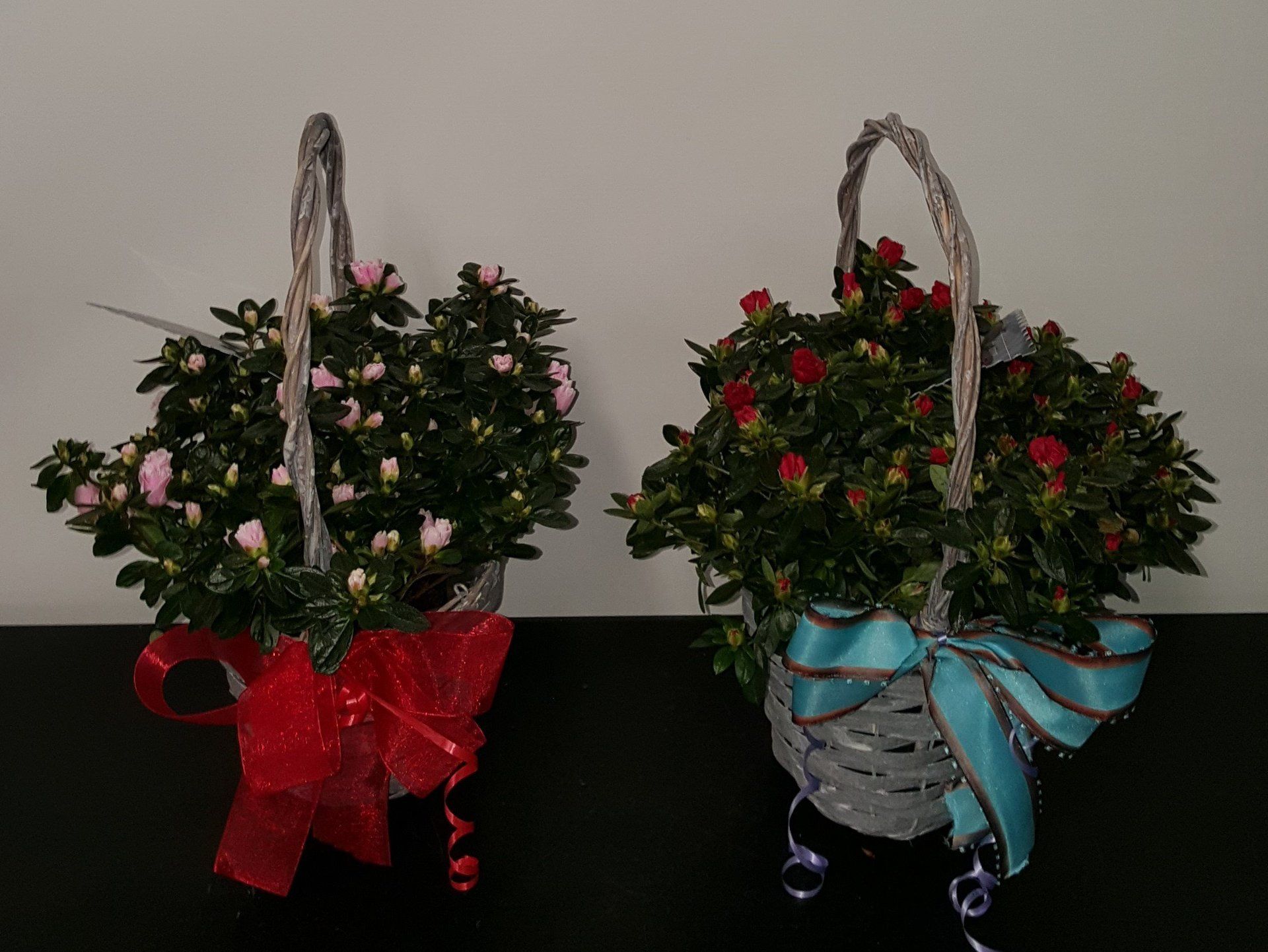 Indoor and Outdoor Plant 26