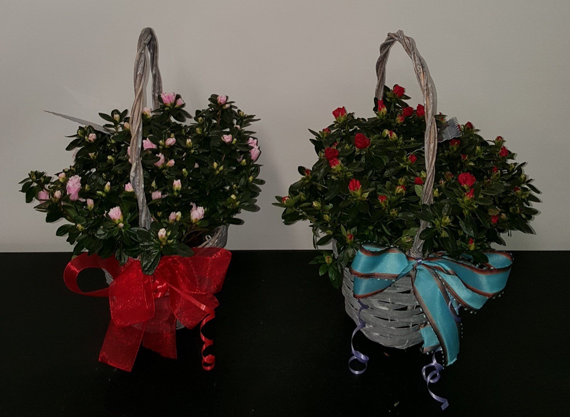 Indoor and Outdoor Plant 23