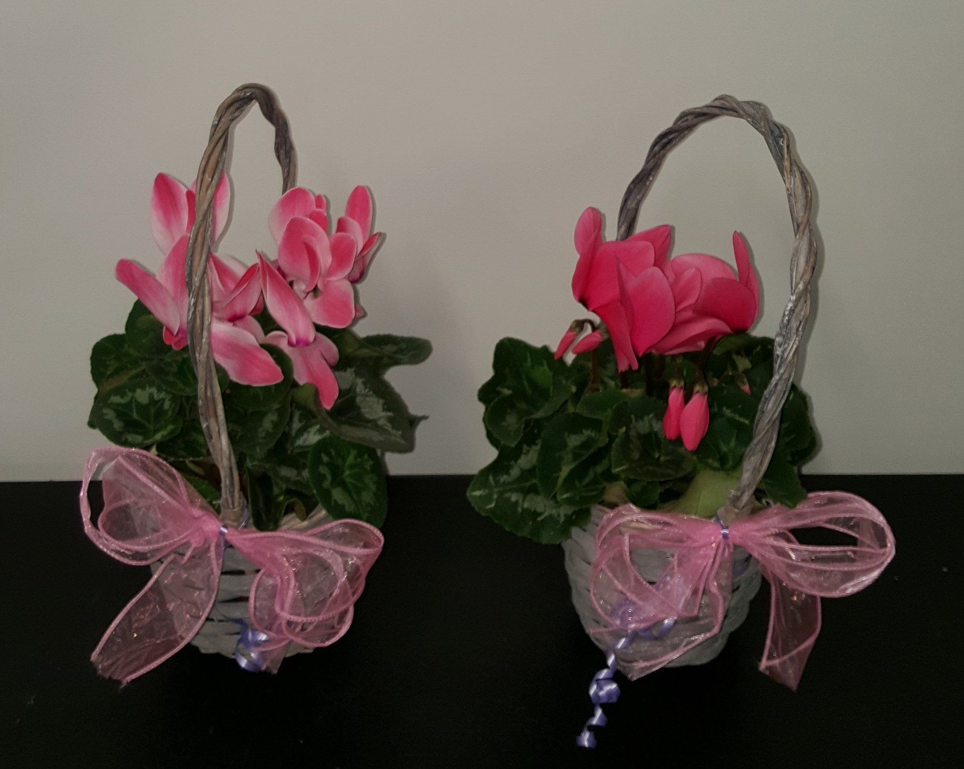 Indoor and Outdoor Plant 22