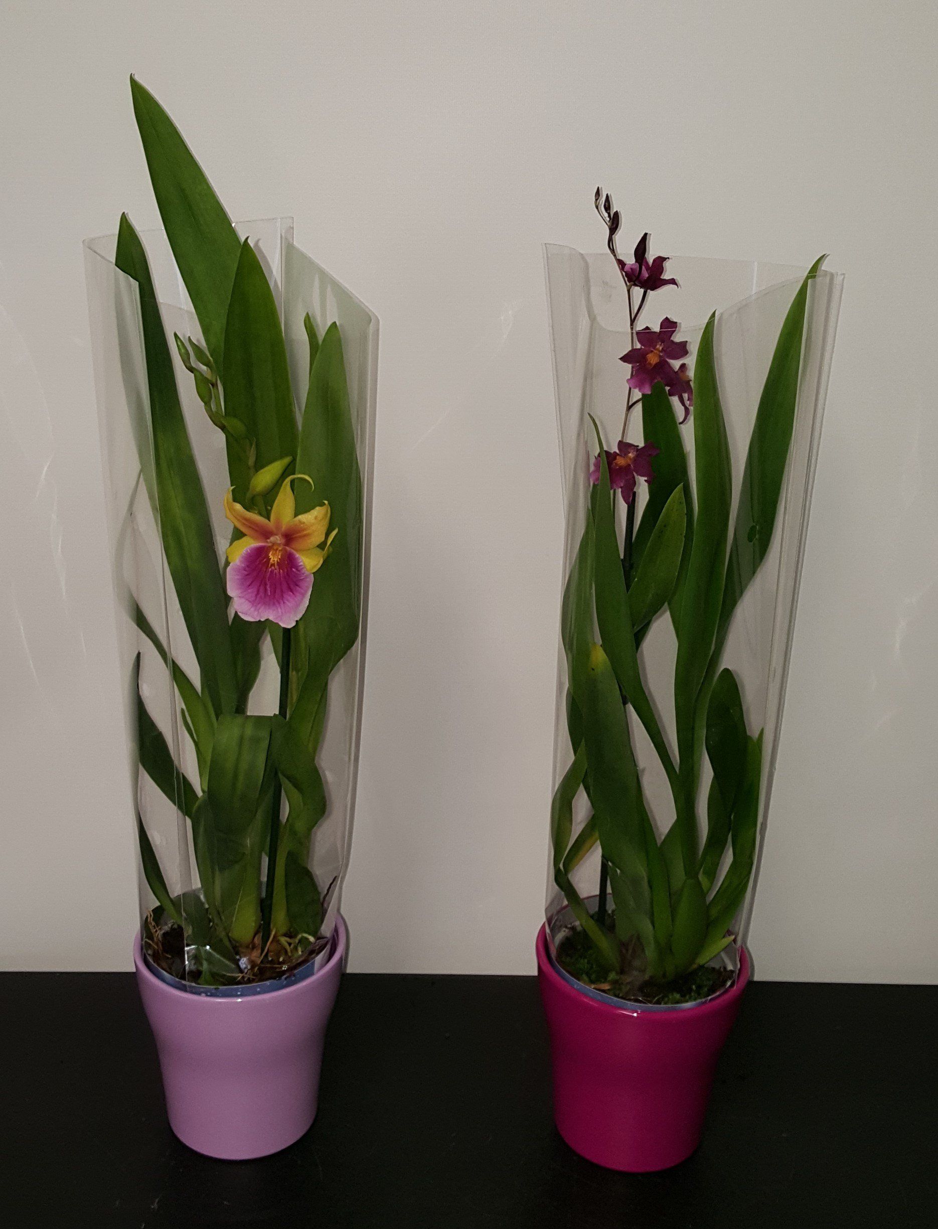 Indoor and Outdoor Plant 9