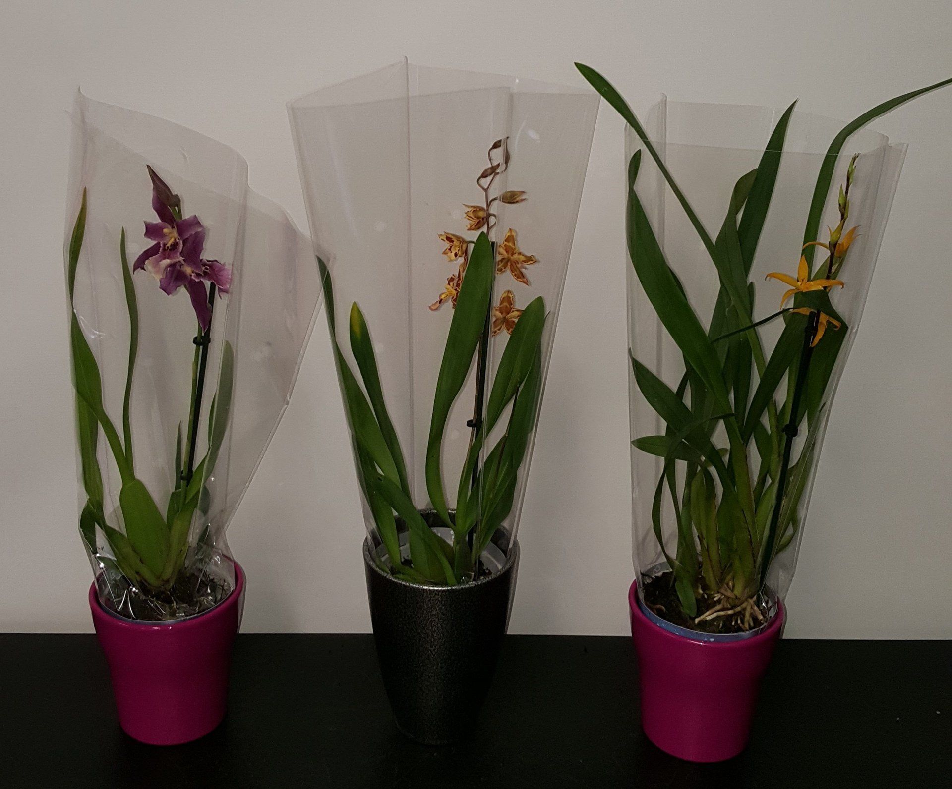 Indoor and Outdoor Plant 21