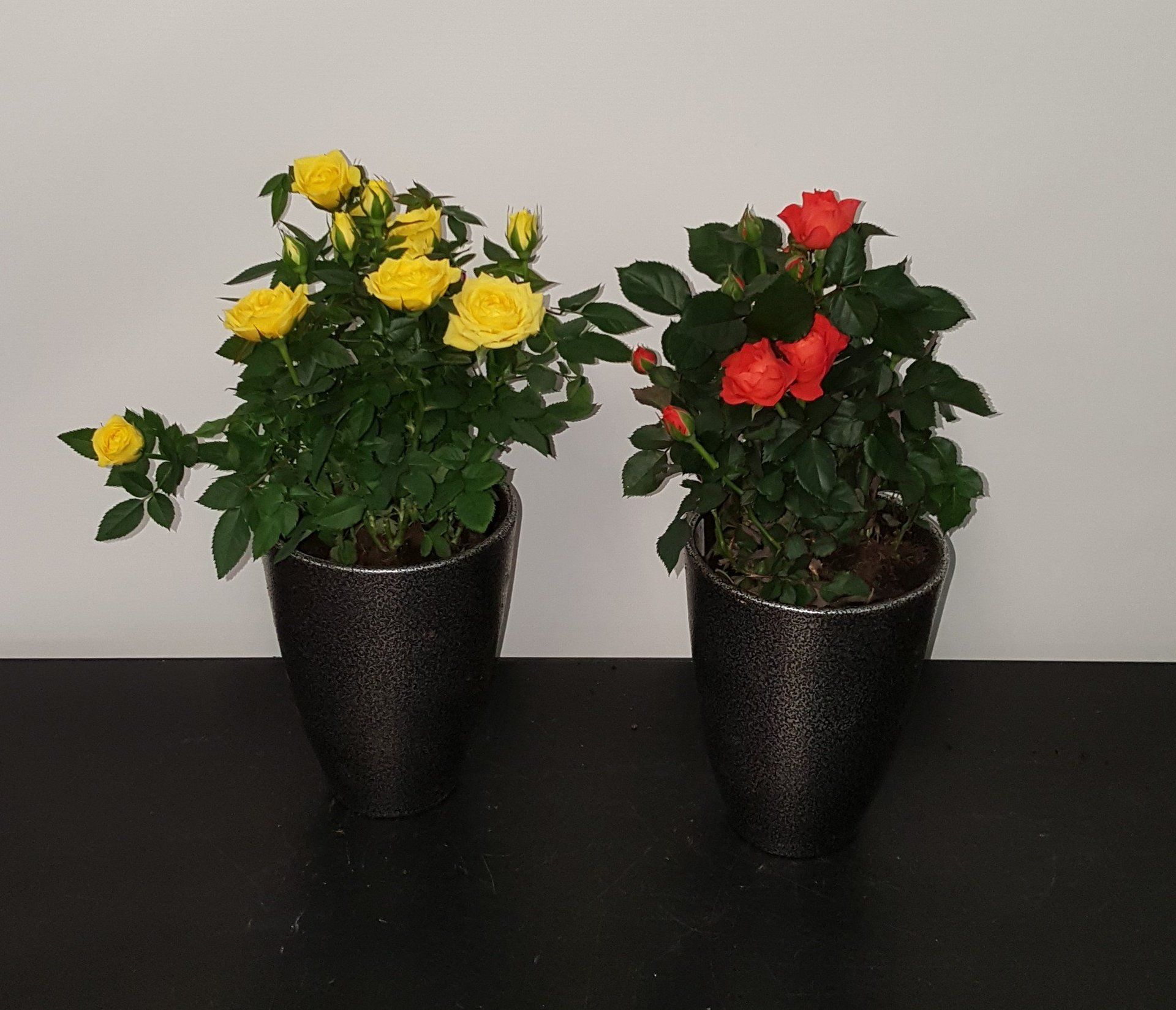 Indoor and Outdoor Plant 20