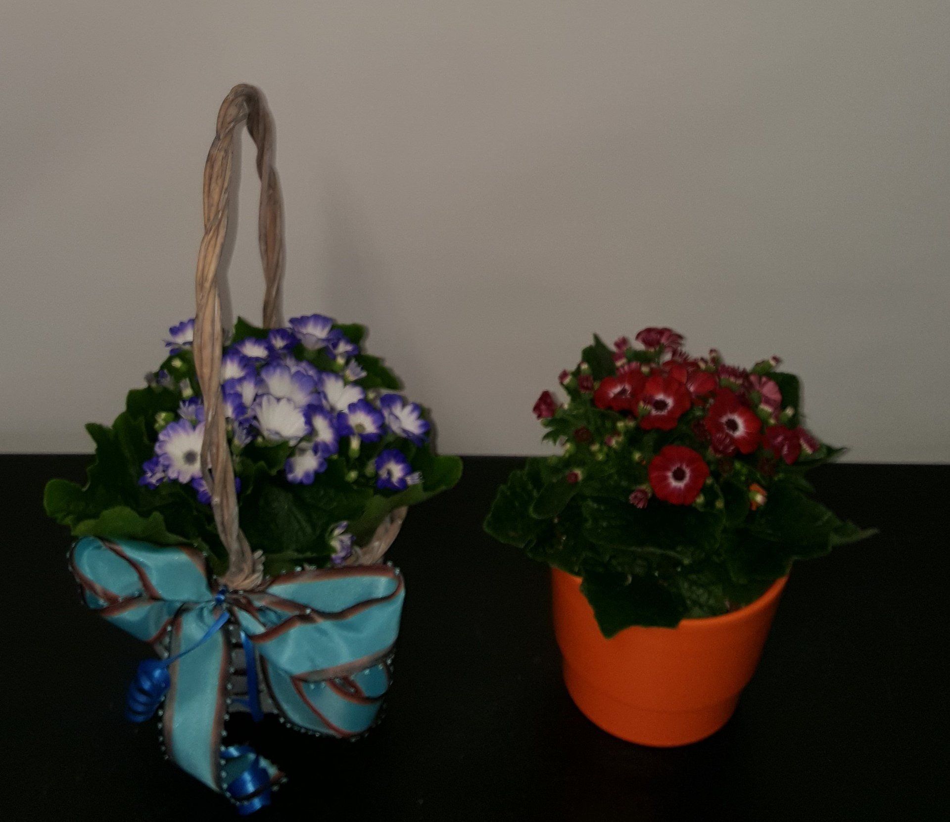 Indoor and Outdoor Plant 19