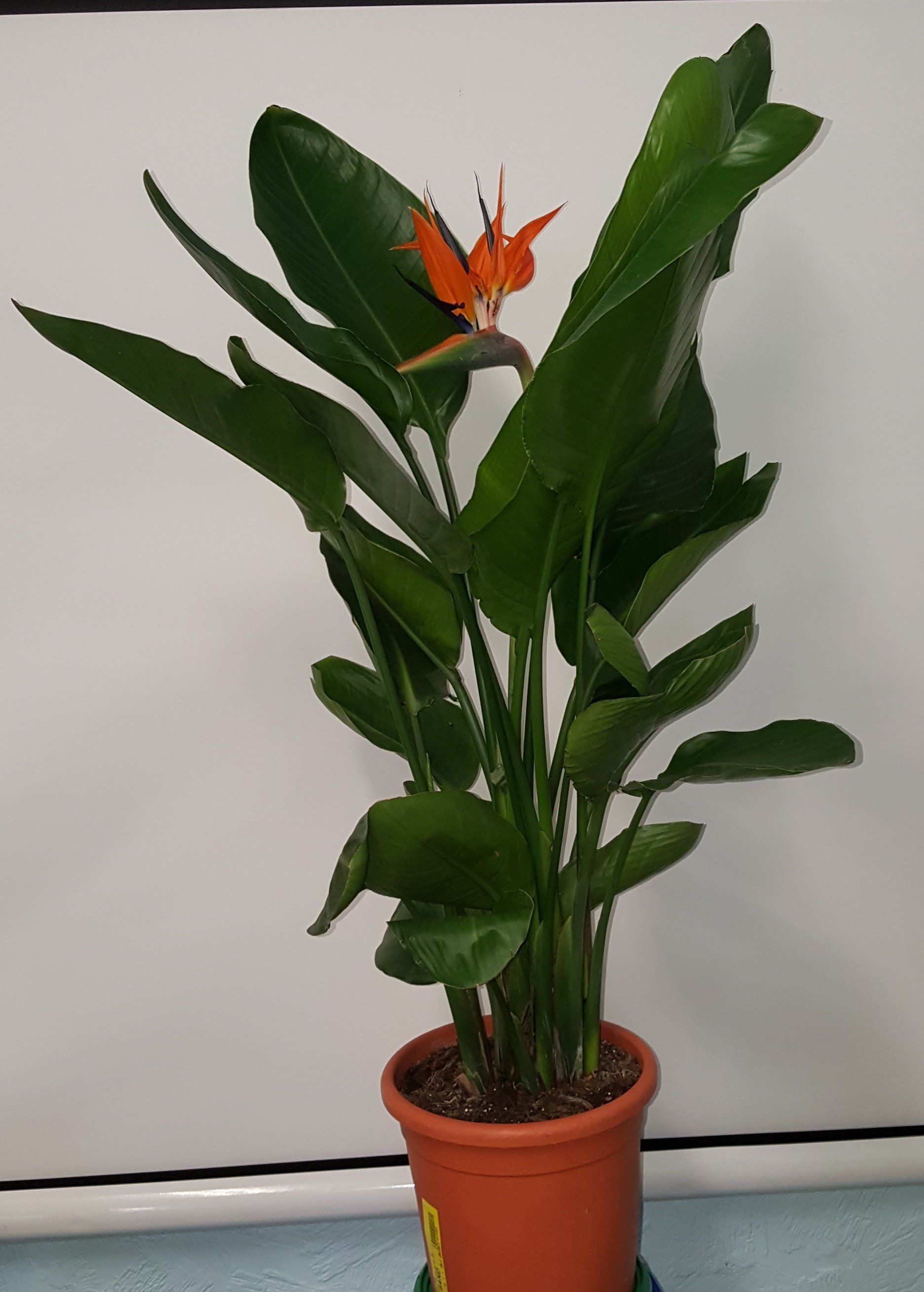 Indoor and Outdoor Plant 24