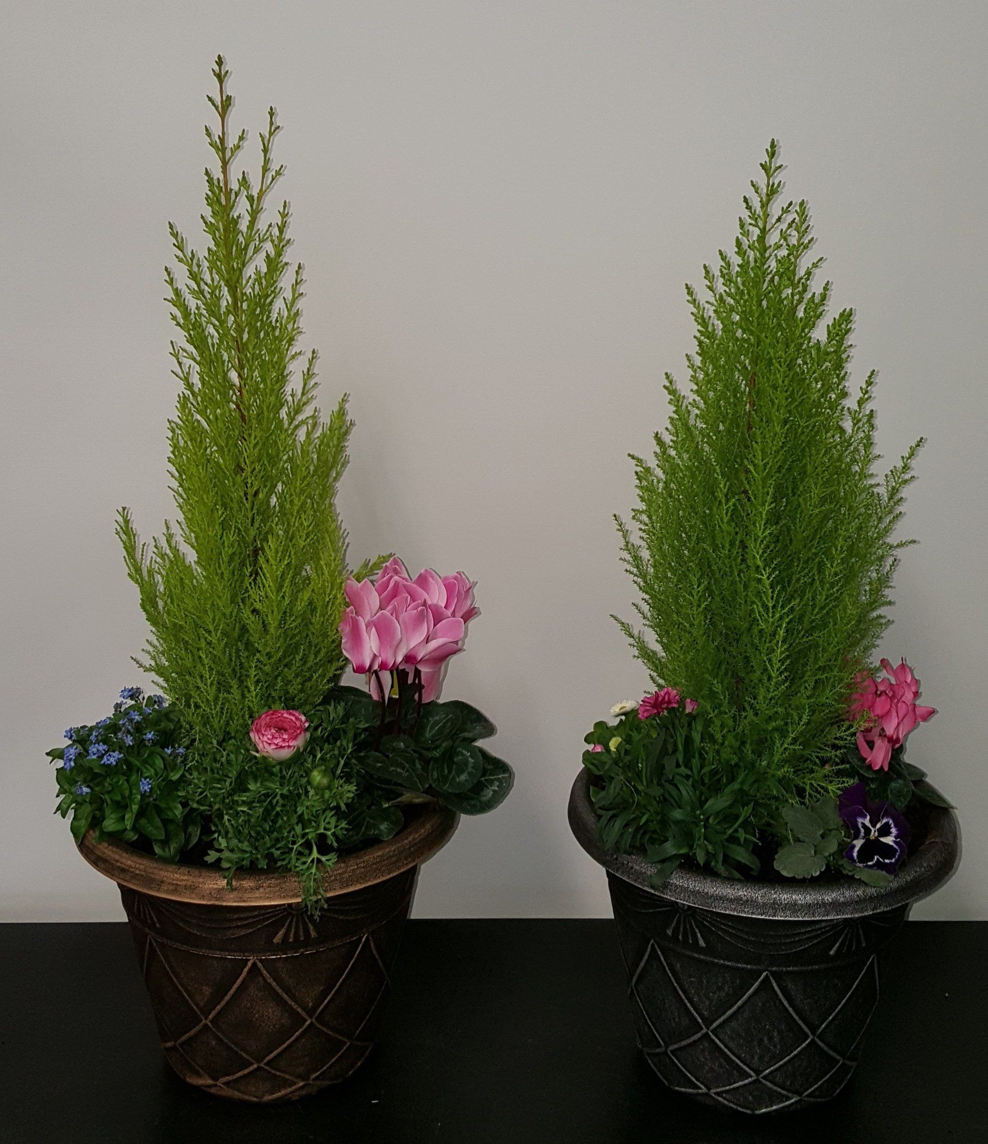 Indoor and Outdoor Plant 17