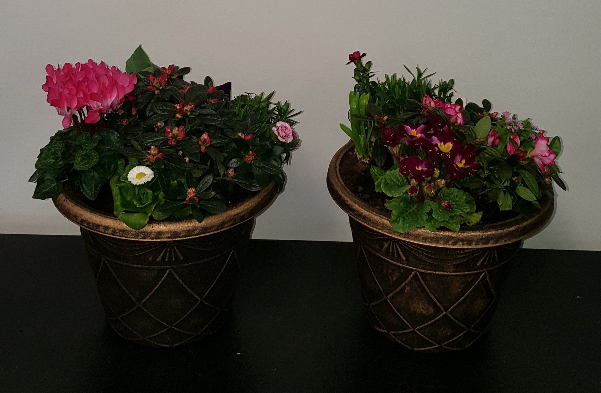 Indoor and Outdoor Plant 16