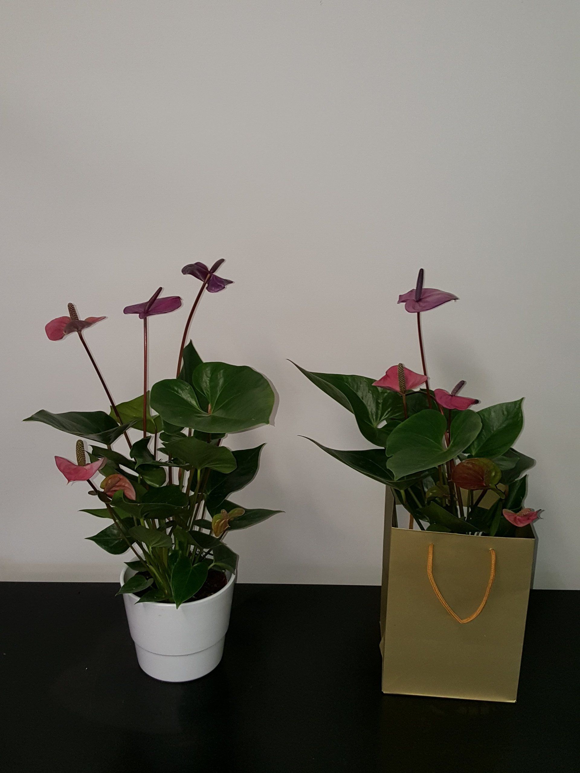 Indoor and Outdoor Plant 15