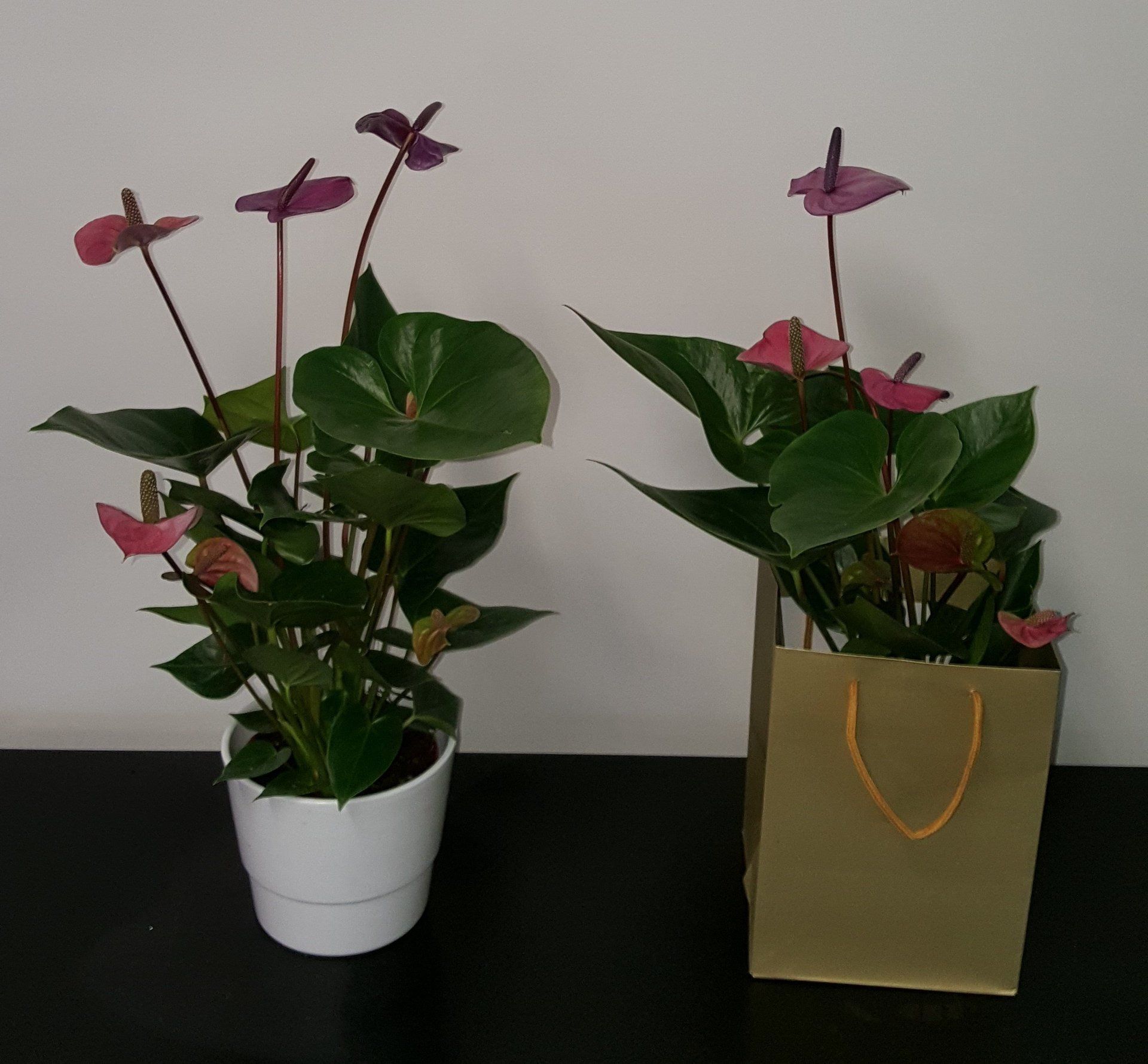 Indoor and Outdoor Plant 8