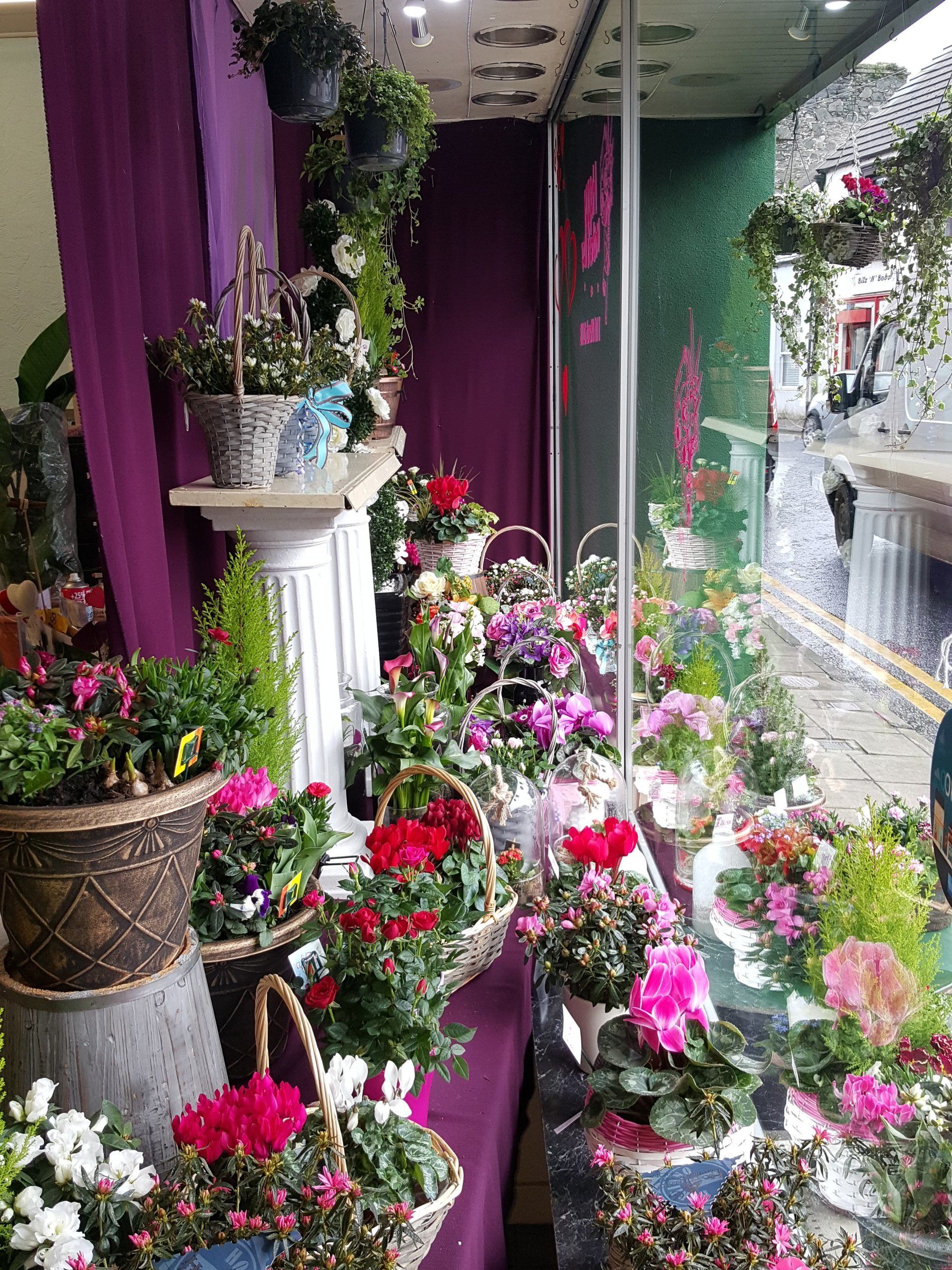 Indoor and Outdoor Plant 13