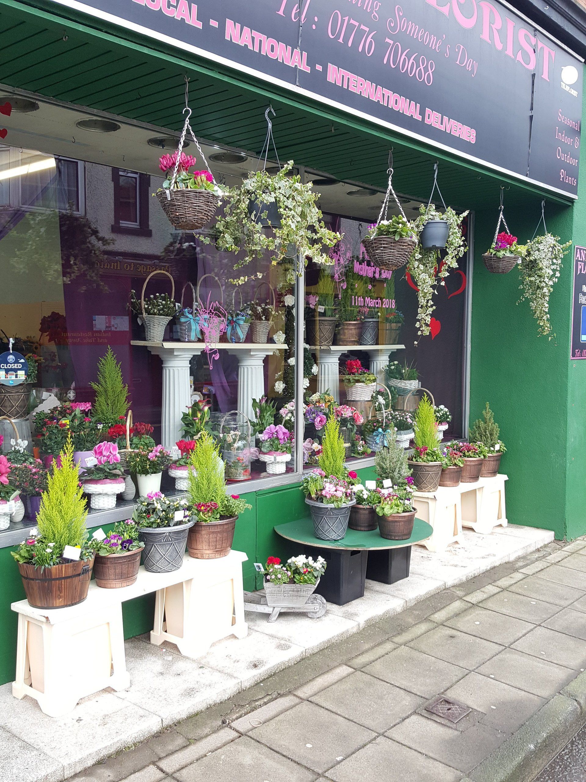 Indoor and Outdoor Plant 14