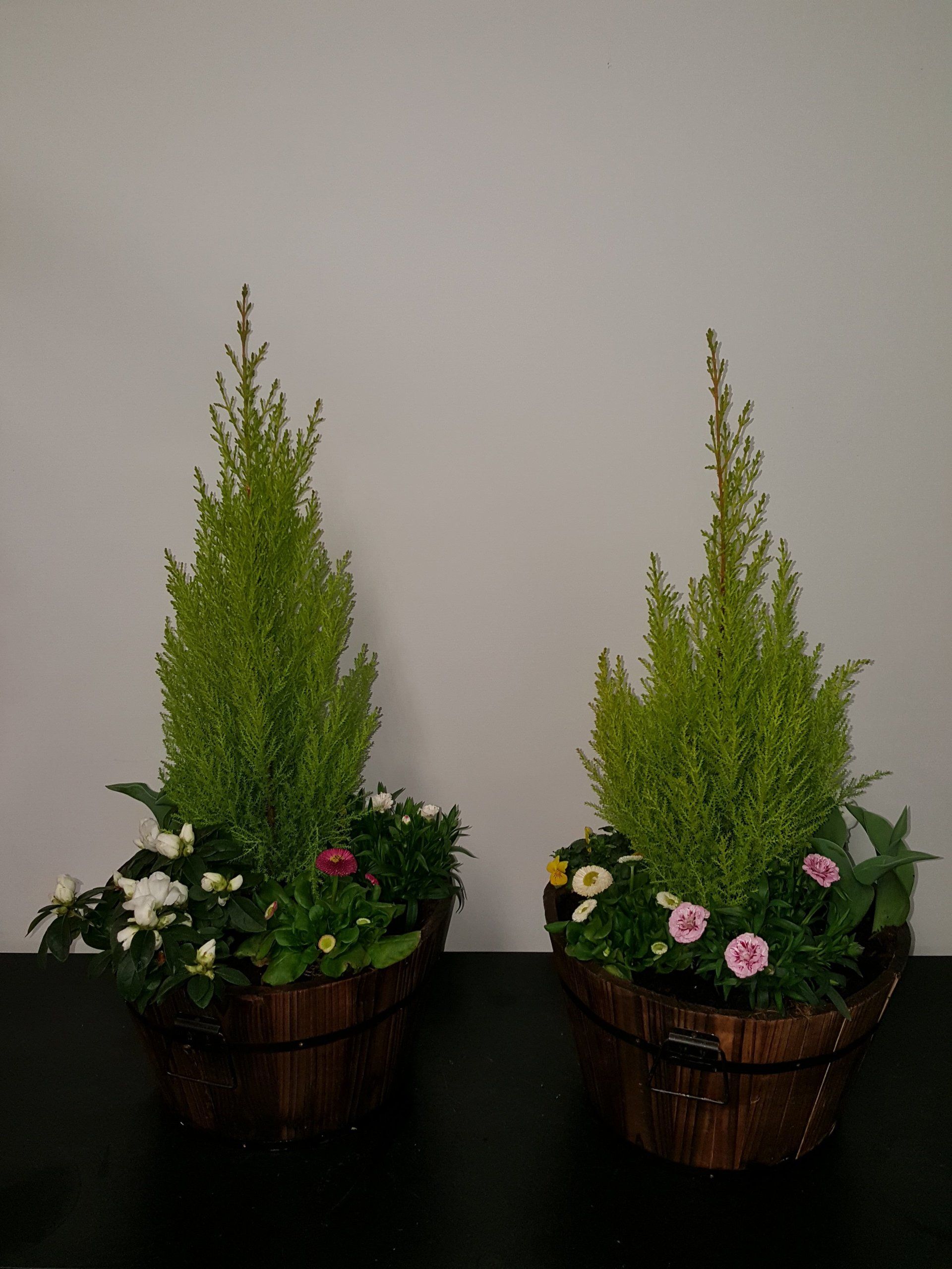 Indoor and Outdoor Plant 12