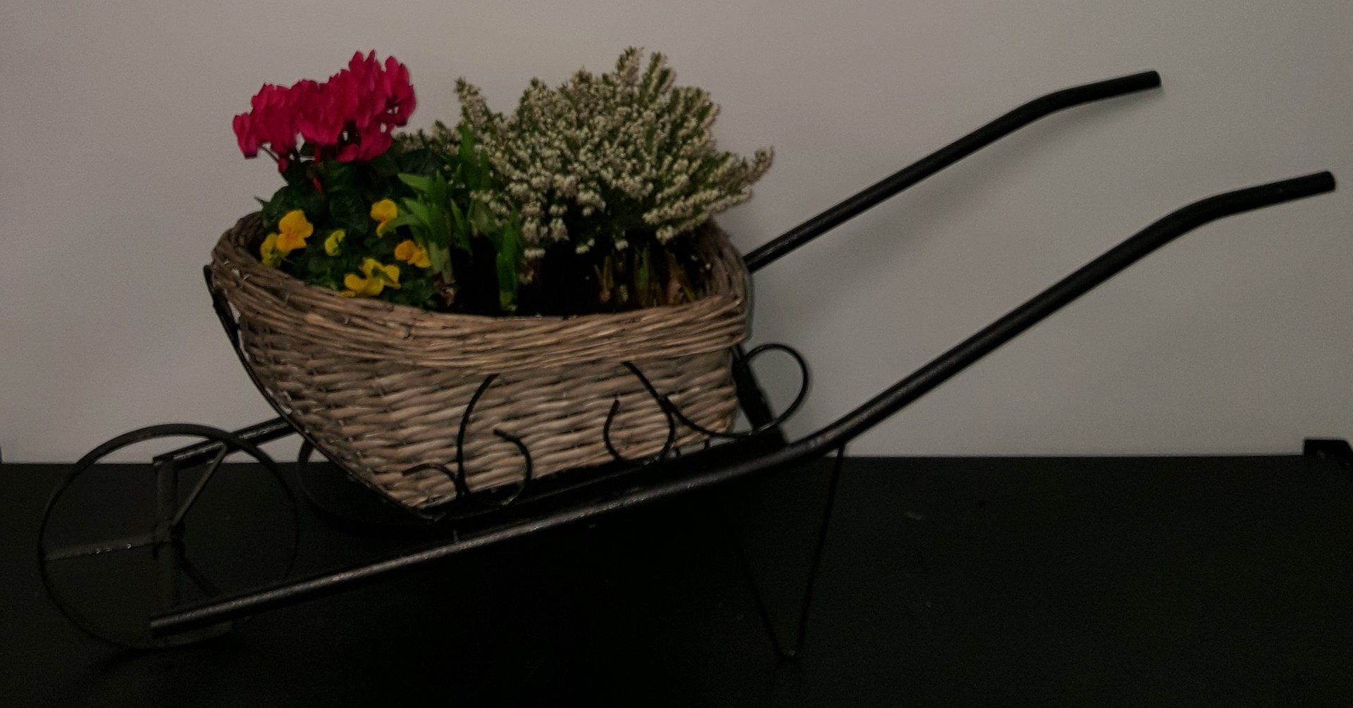 Indoor and Outdoor Plant 7