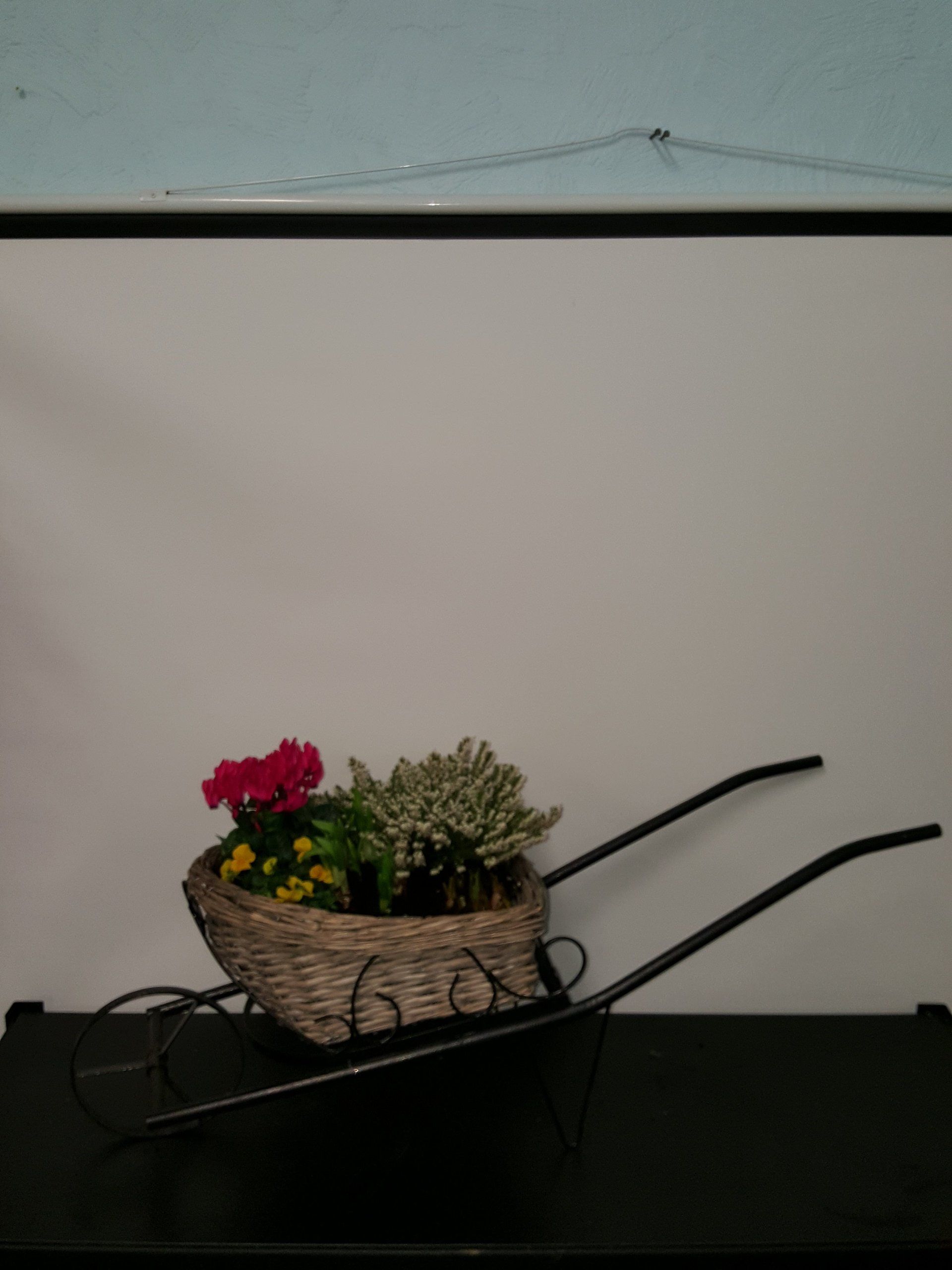 Indoor and Outdoor Plant 10