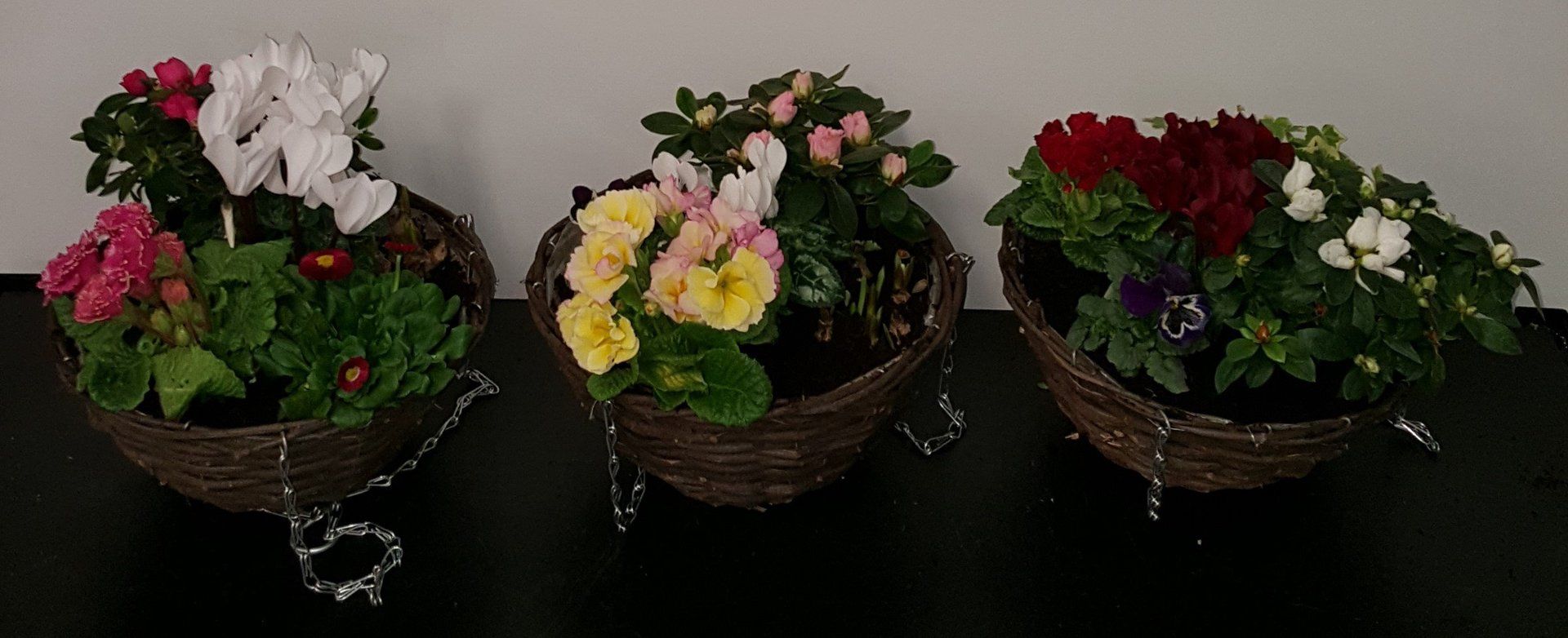 Indoor and Outdoor Plant 6