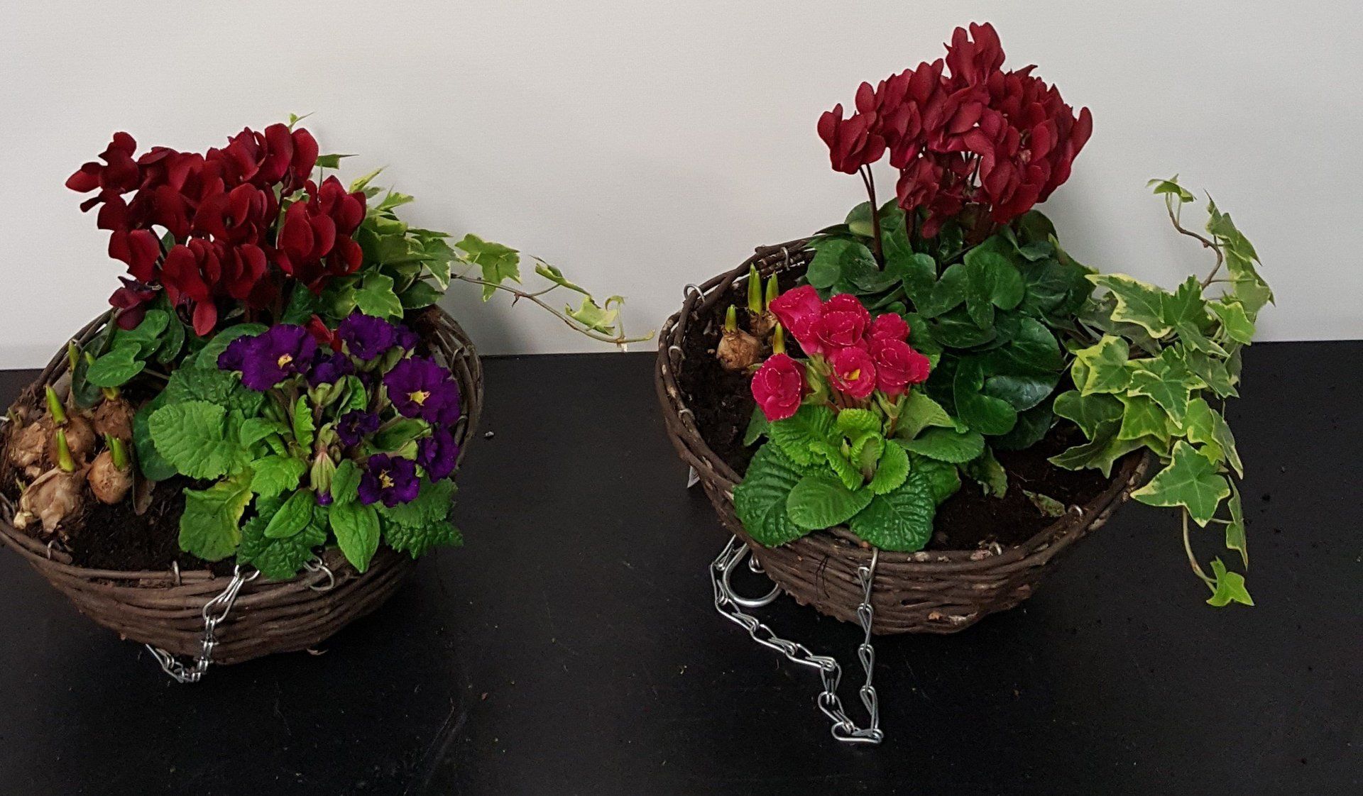 Indoor and Outdoor Plant 5