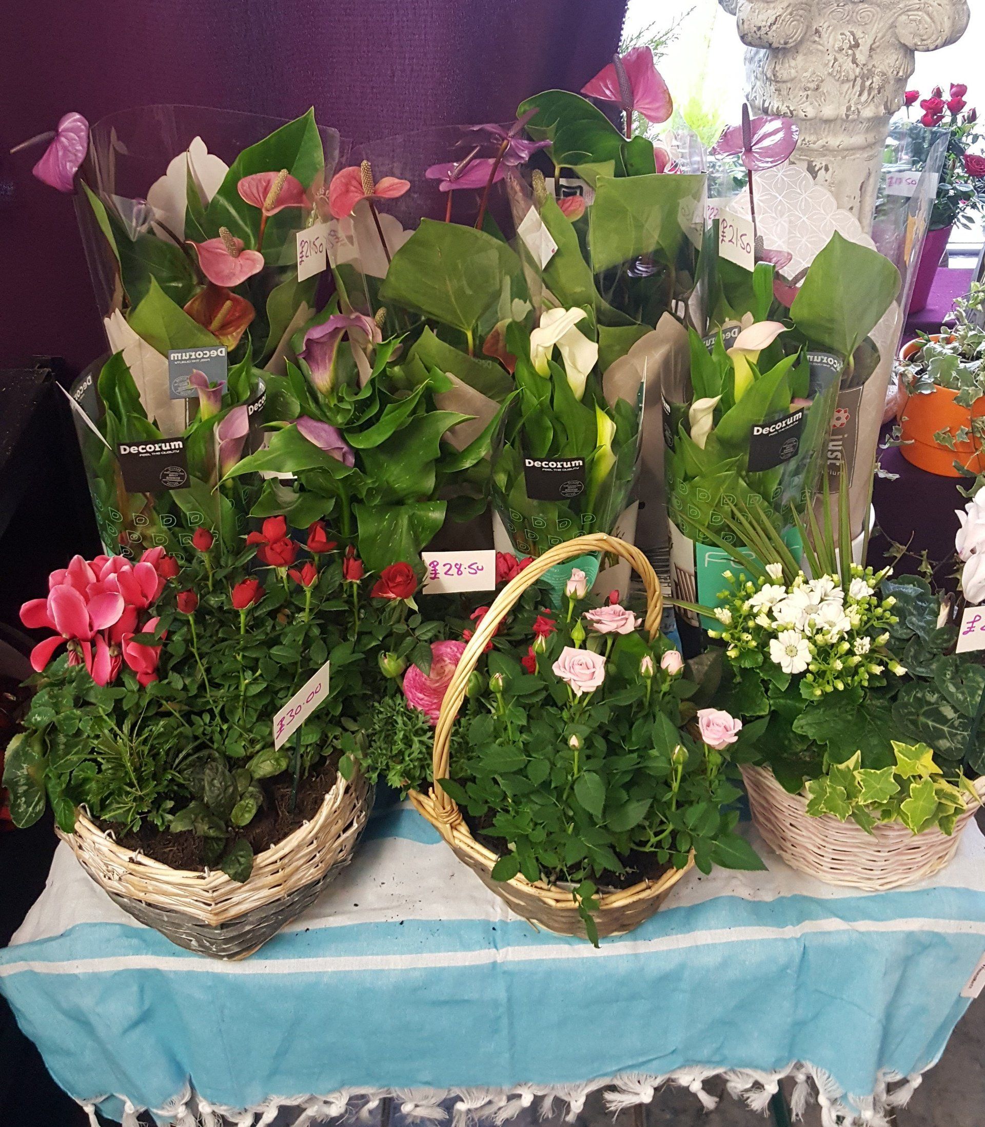 Indoor and Outdoor Plant 4