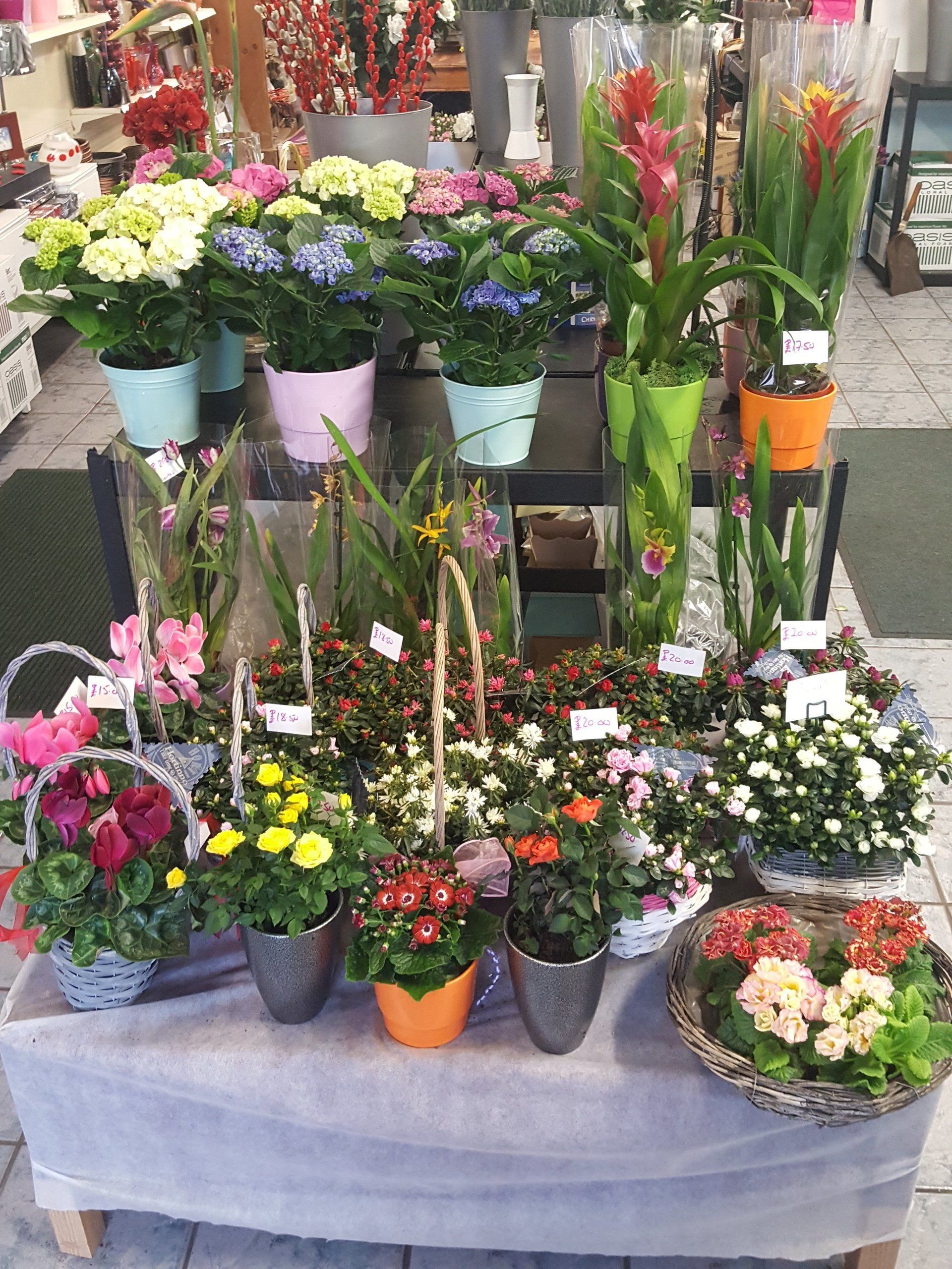 Indoor and Outdoor Plant 3