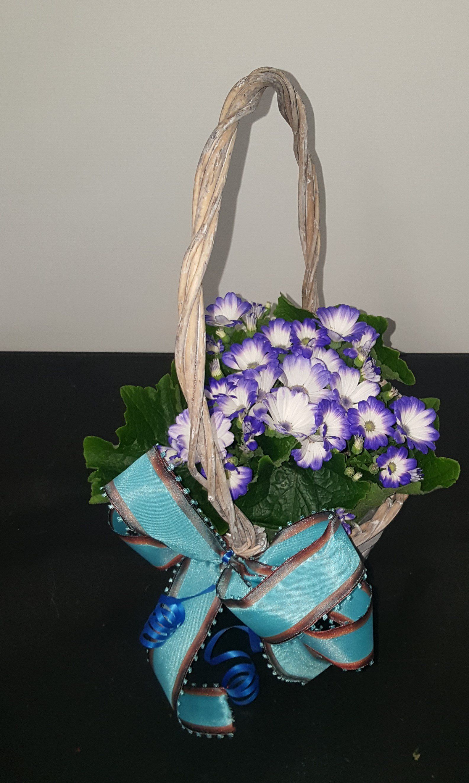 Indoor and Outdoor Plant 2