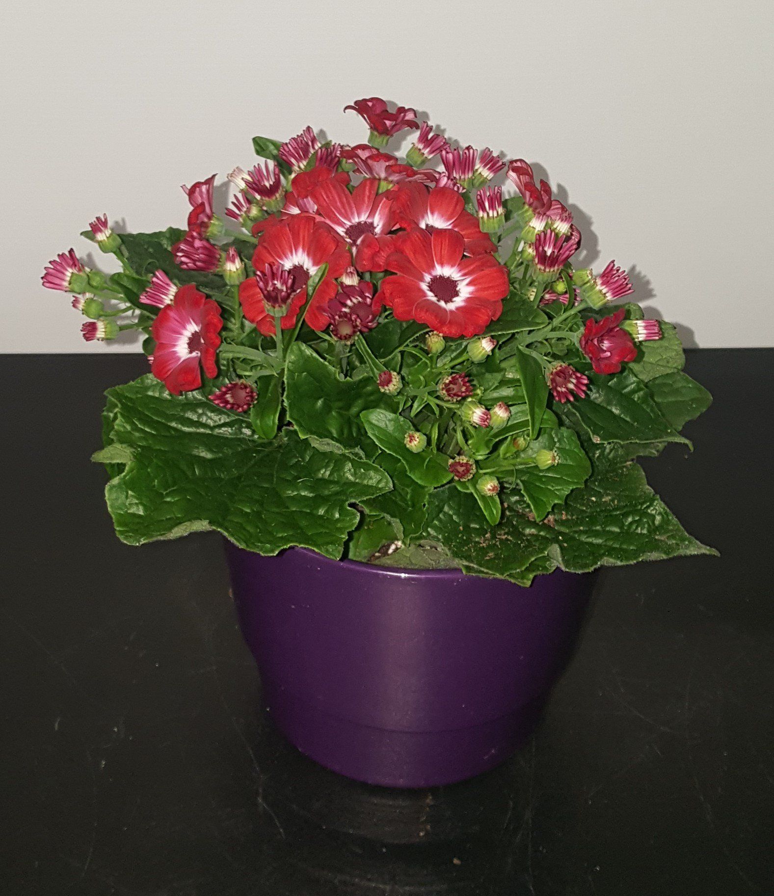 Indoor and Outdoor Plant 1