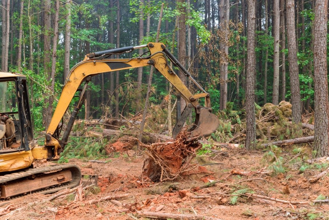 An image of Stump Grinding Services in Farmington, CT