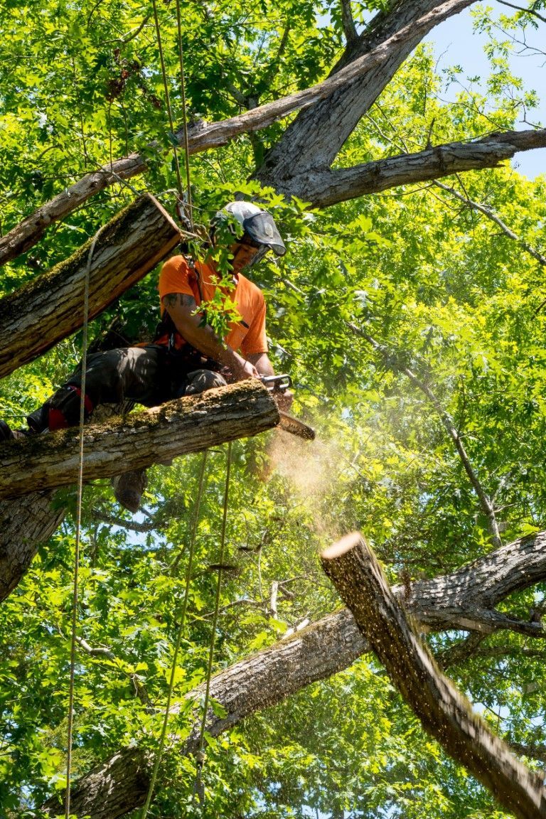 An image of Tree Trimming Services in Farmington, CT