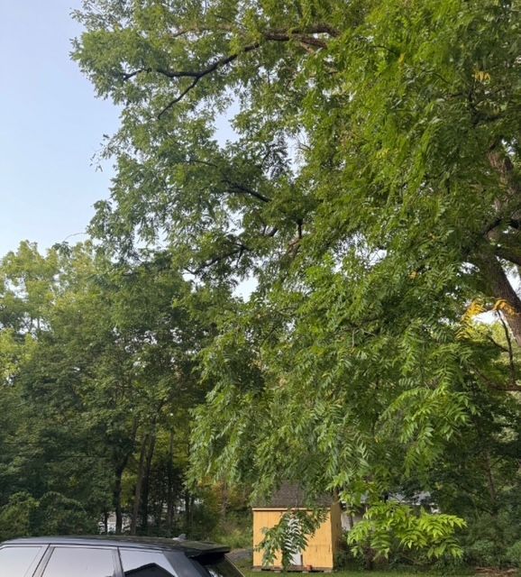 hazard tree assessment