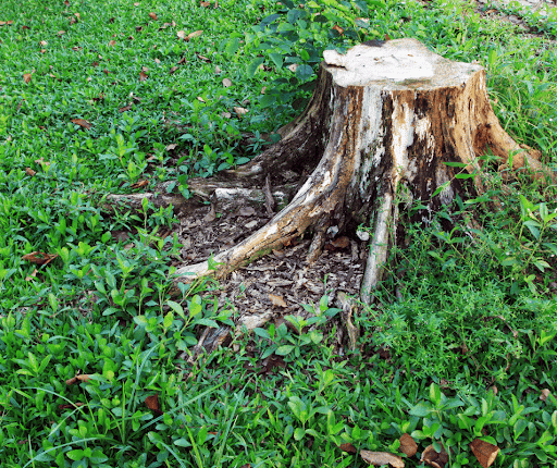 Tree Stump Killer