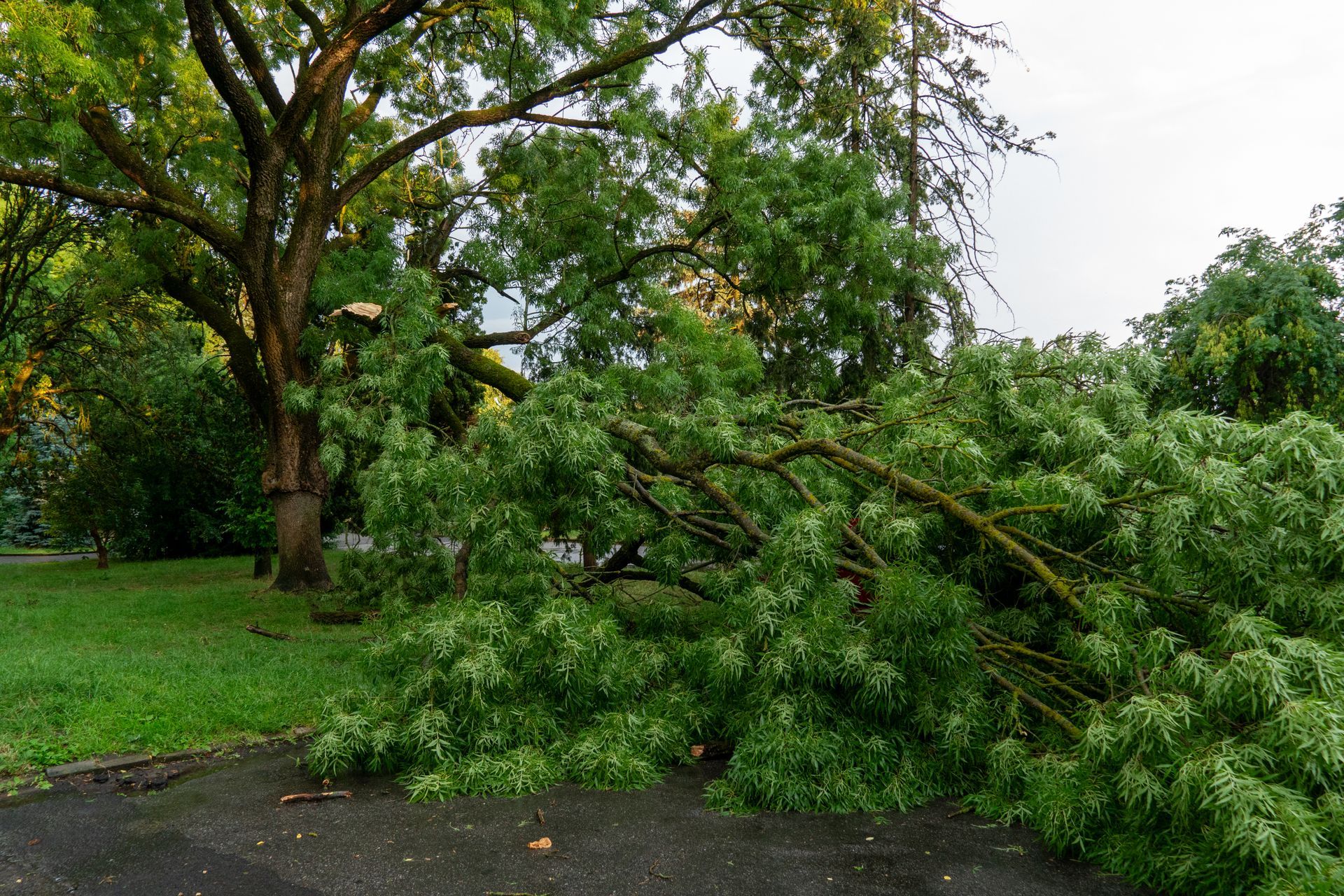tree down after sorm