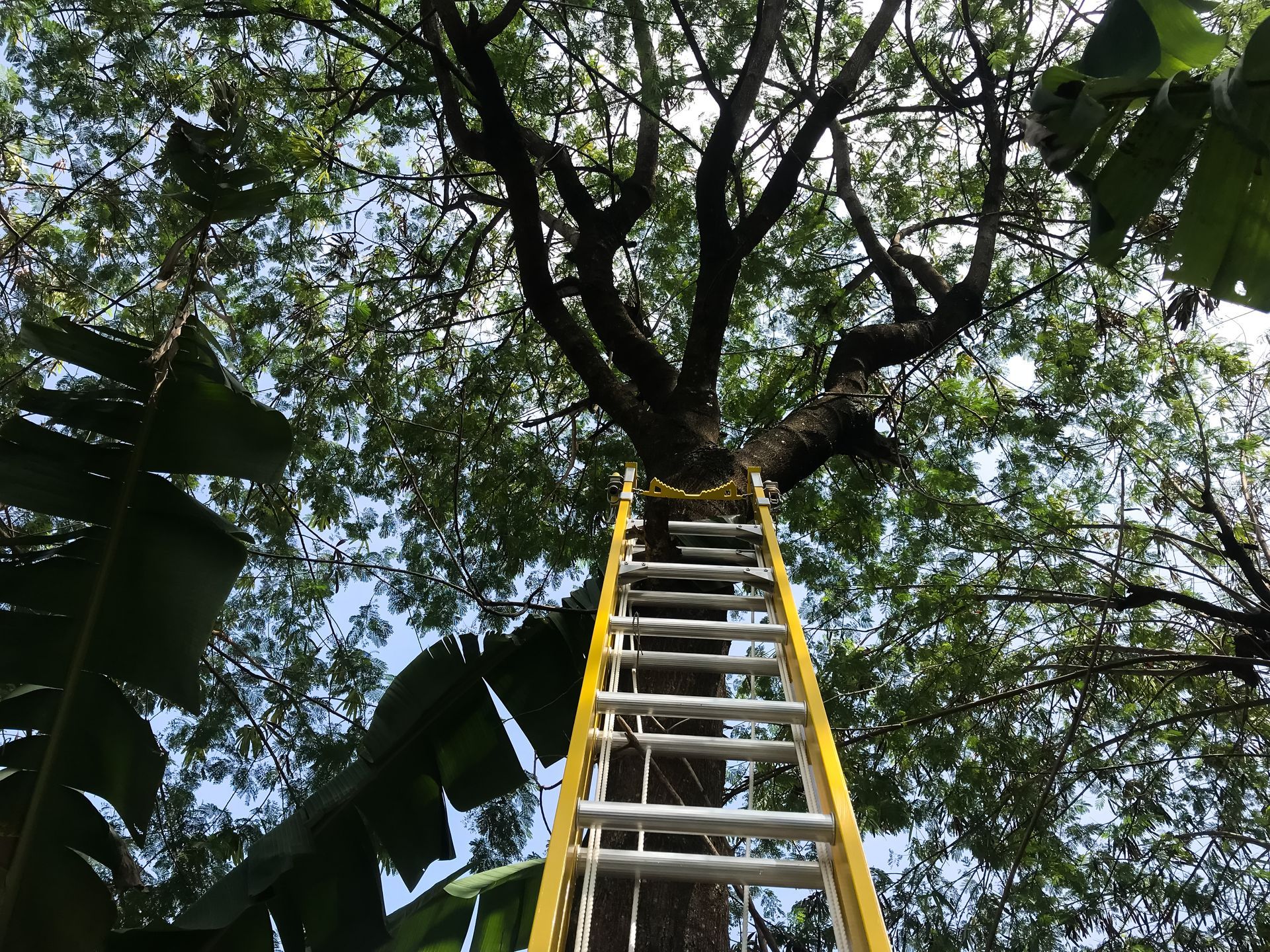 Tree Removal