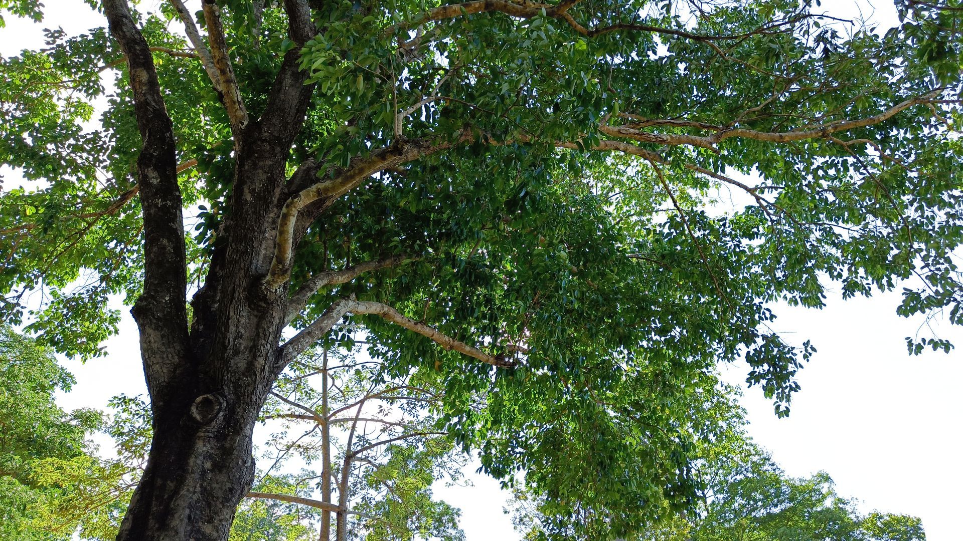 Black Locust Trees