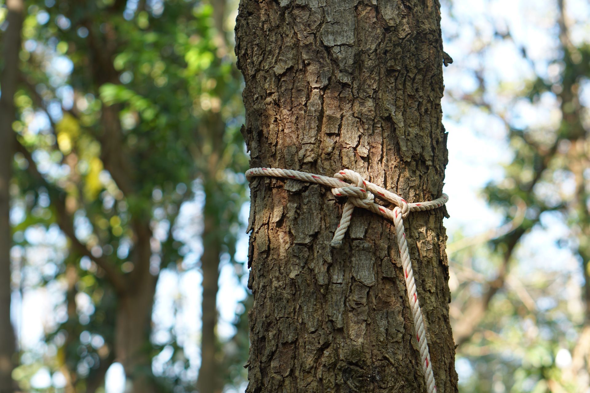 hazardous tree