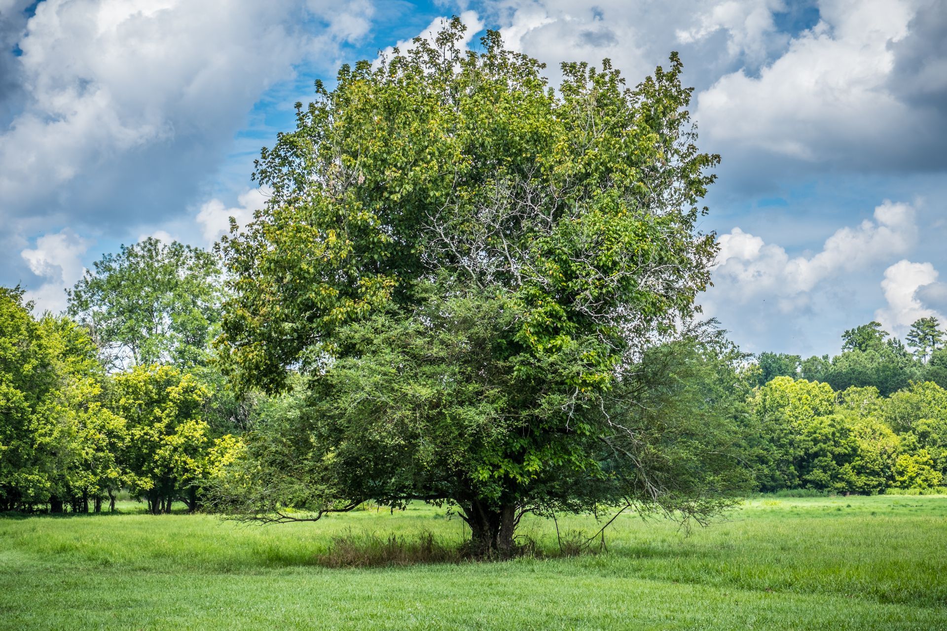 Pinchot Sycamore & Tree Health in Farmington CT