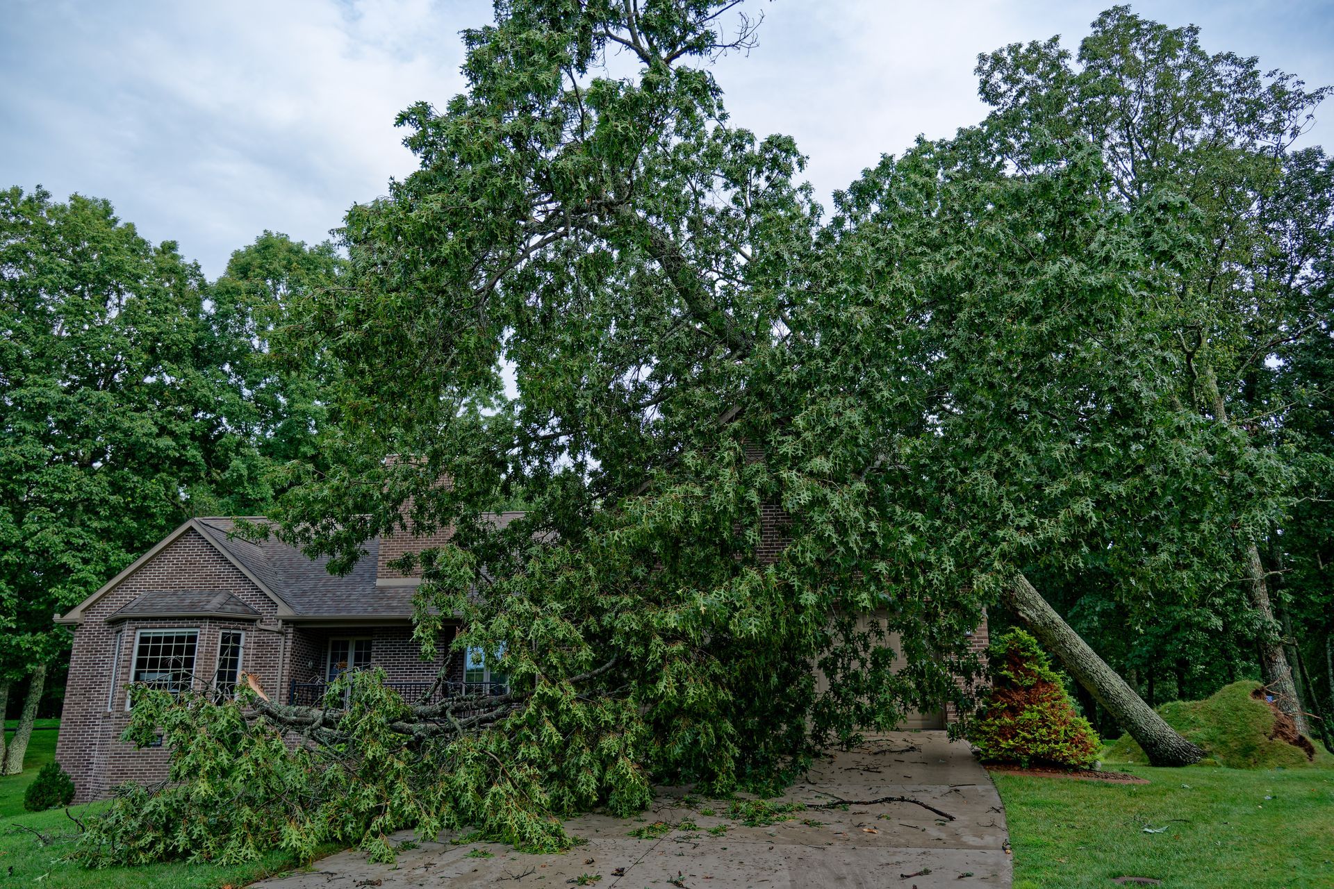 Tree Damage