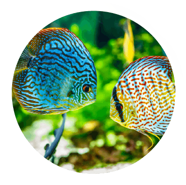 local tropical fish shops