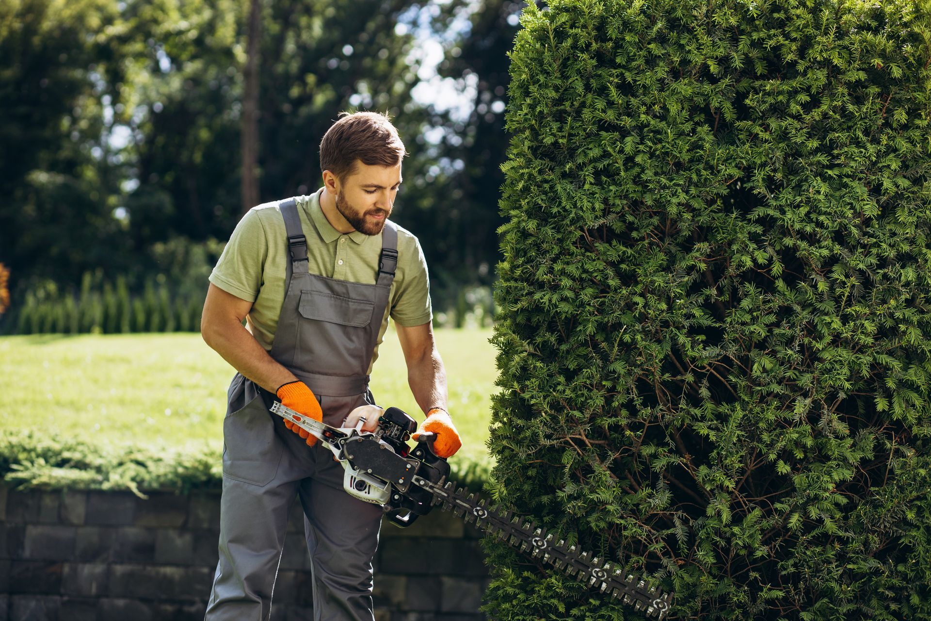 a man is cutting a hedge with a hedge trimmer .