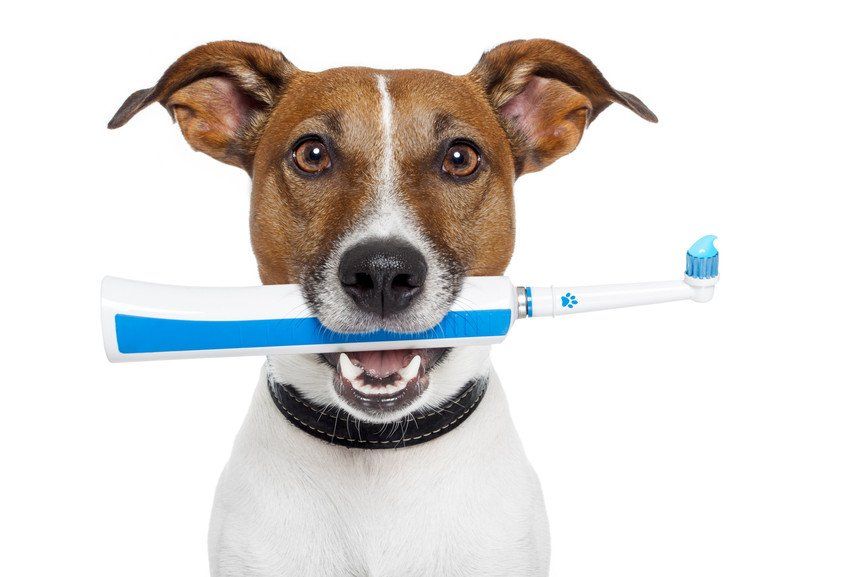 Jack Russell holding toothbrush in mouth