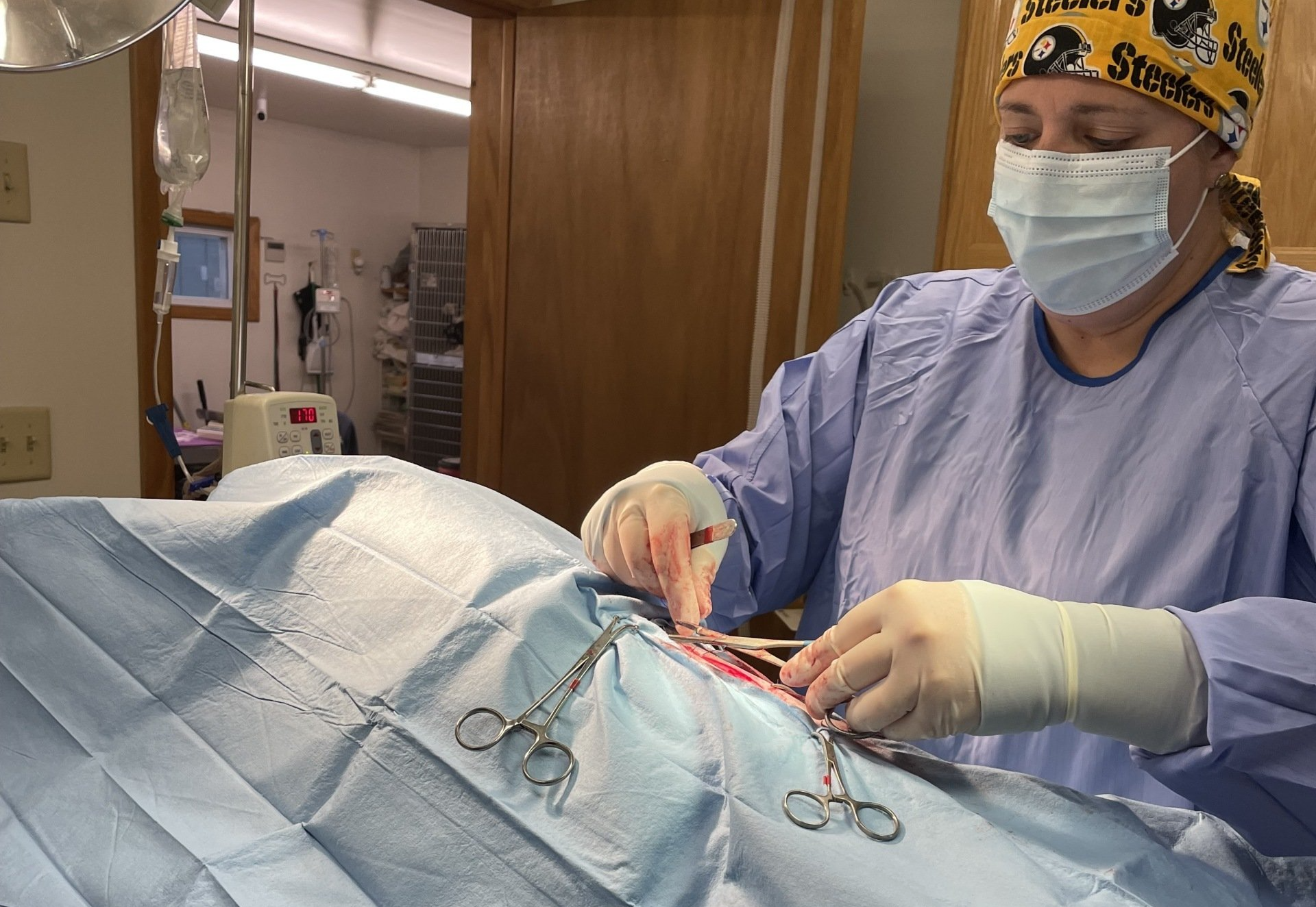 Newport Veterinary Clinic Soft Tissue Surgery