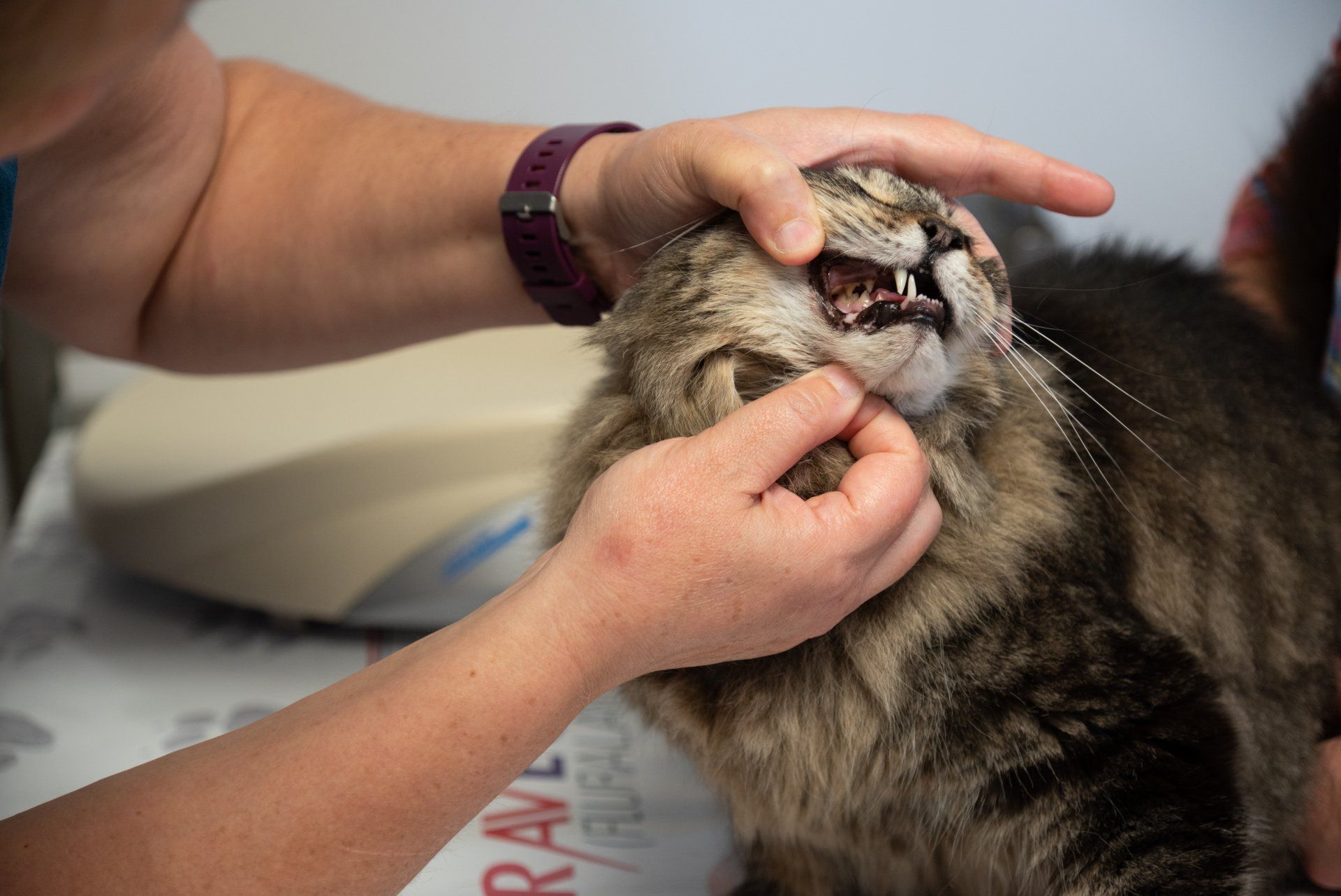 Newport Veterinary Clinic Dental Care