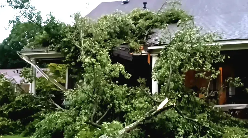 A house with a fallen tree in front of it.