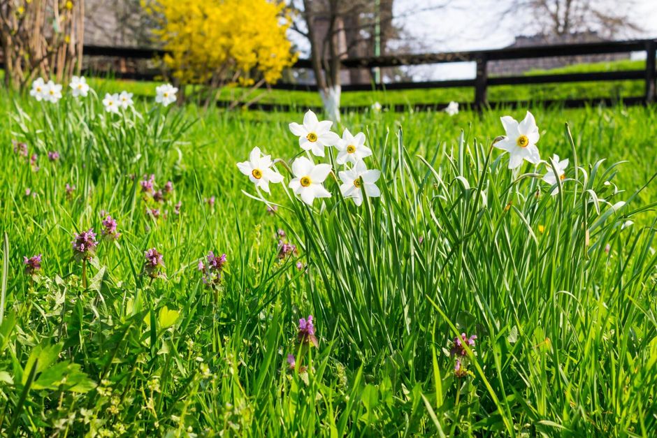 greens plants with flowers