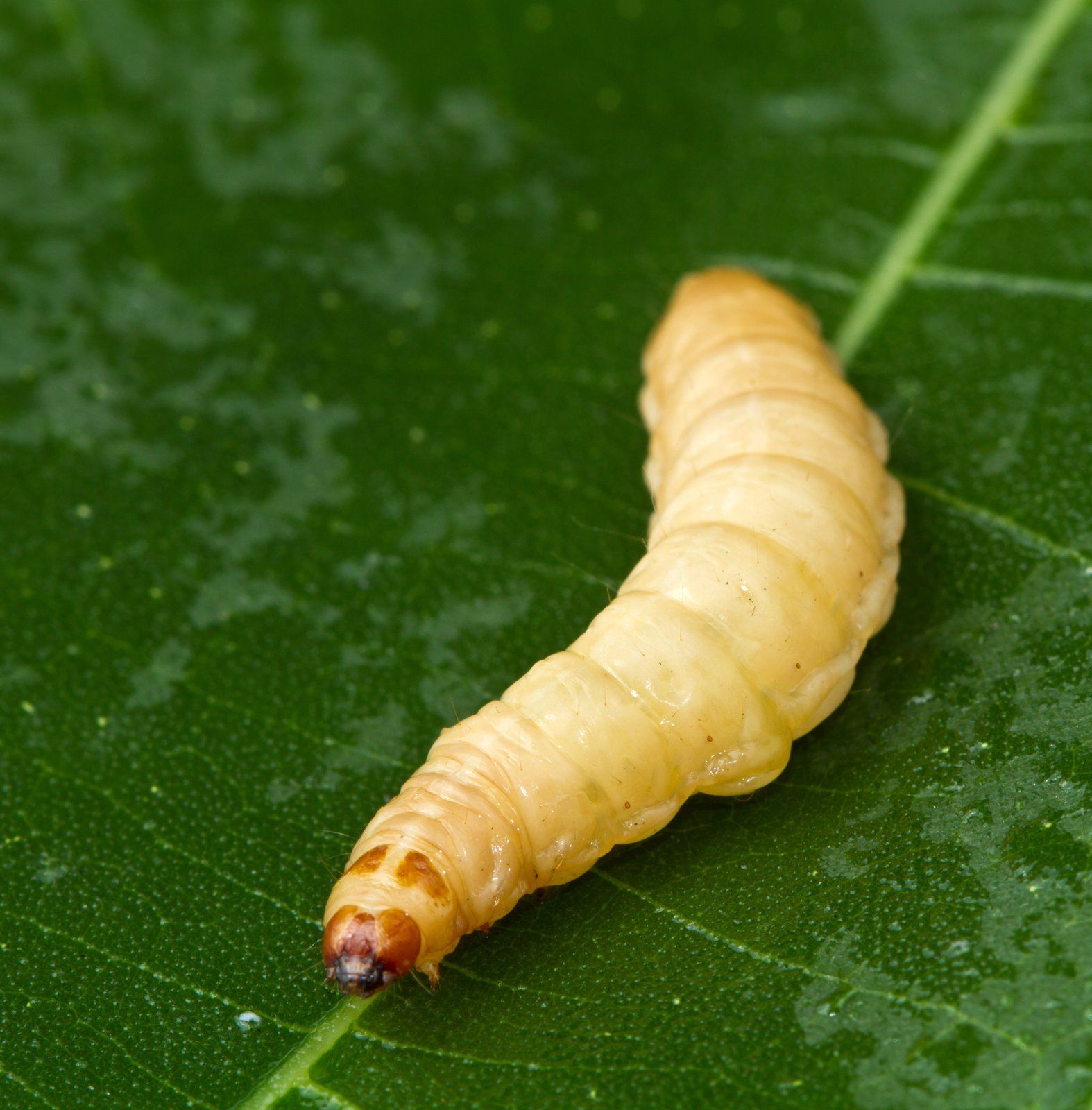 larvae in the leaves
