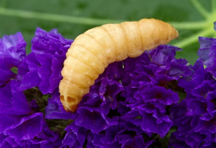 larvae on the flower