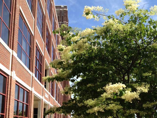 Tree With Beautiful Flower — Minneapolis, MN – Elver’s Cleaning Service