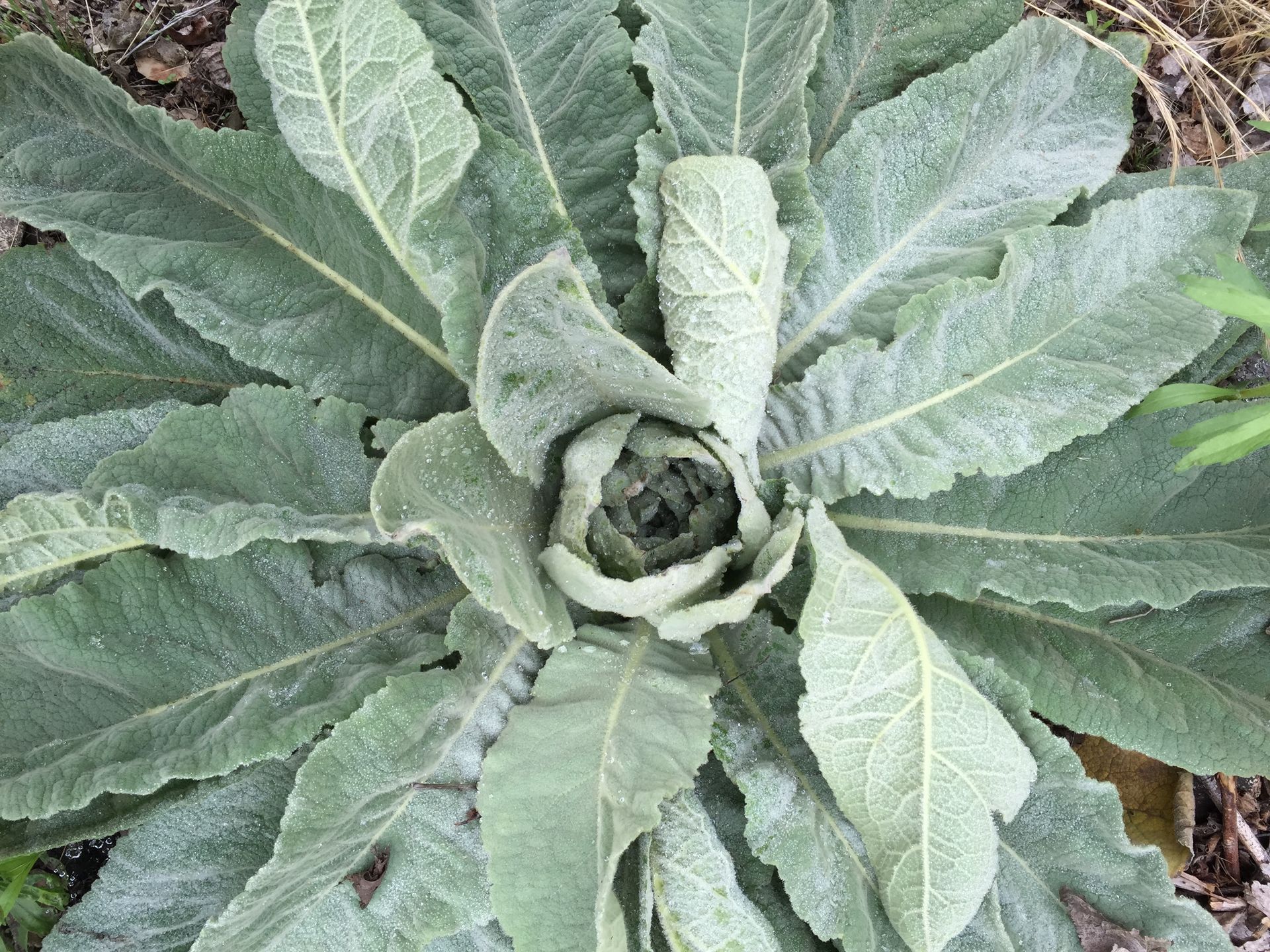 A sunset over a mountain range with a lot of fog