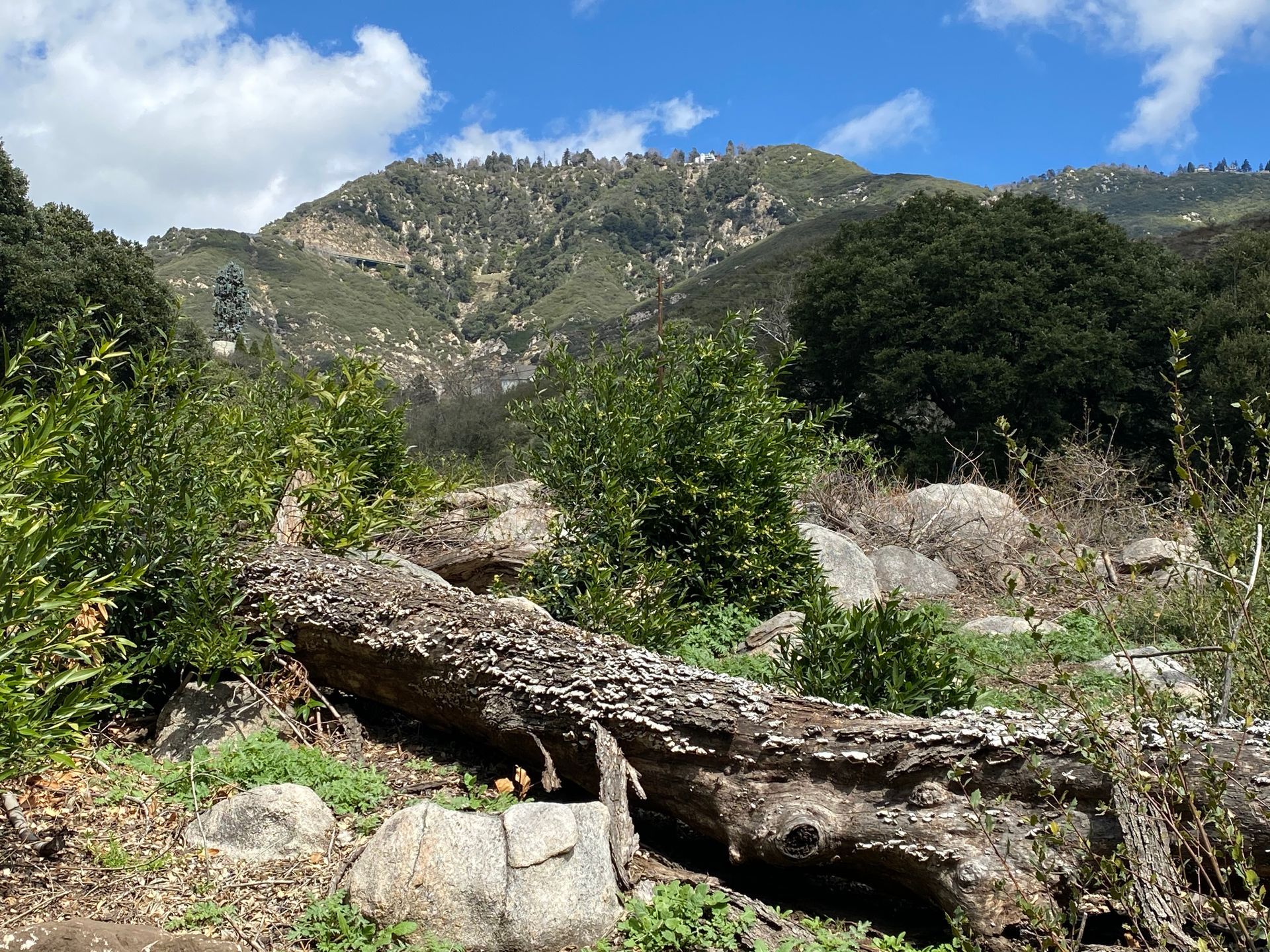 A fallen, lichen-covered log rests in a rocky, brush-filled meadow at the base of a forested mountain under a blue sky.