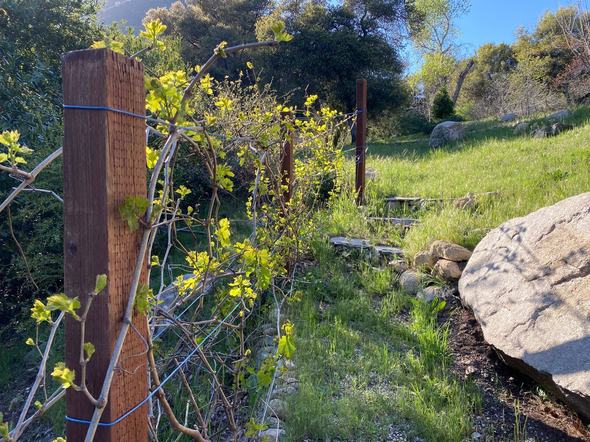 A wire trellis with young green grapevines attached to wooden posts, set in a grassy, sunlit landscape with a large boulder.