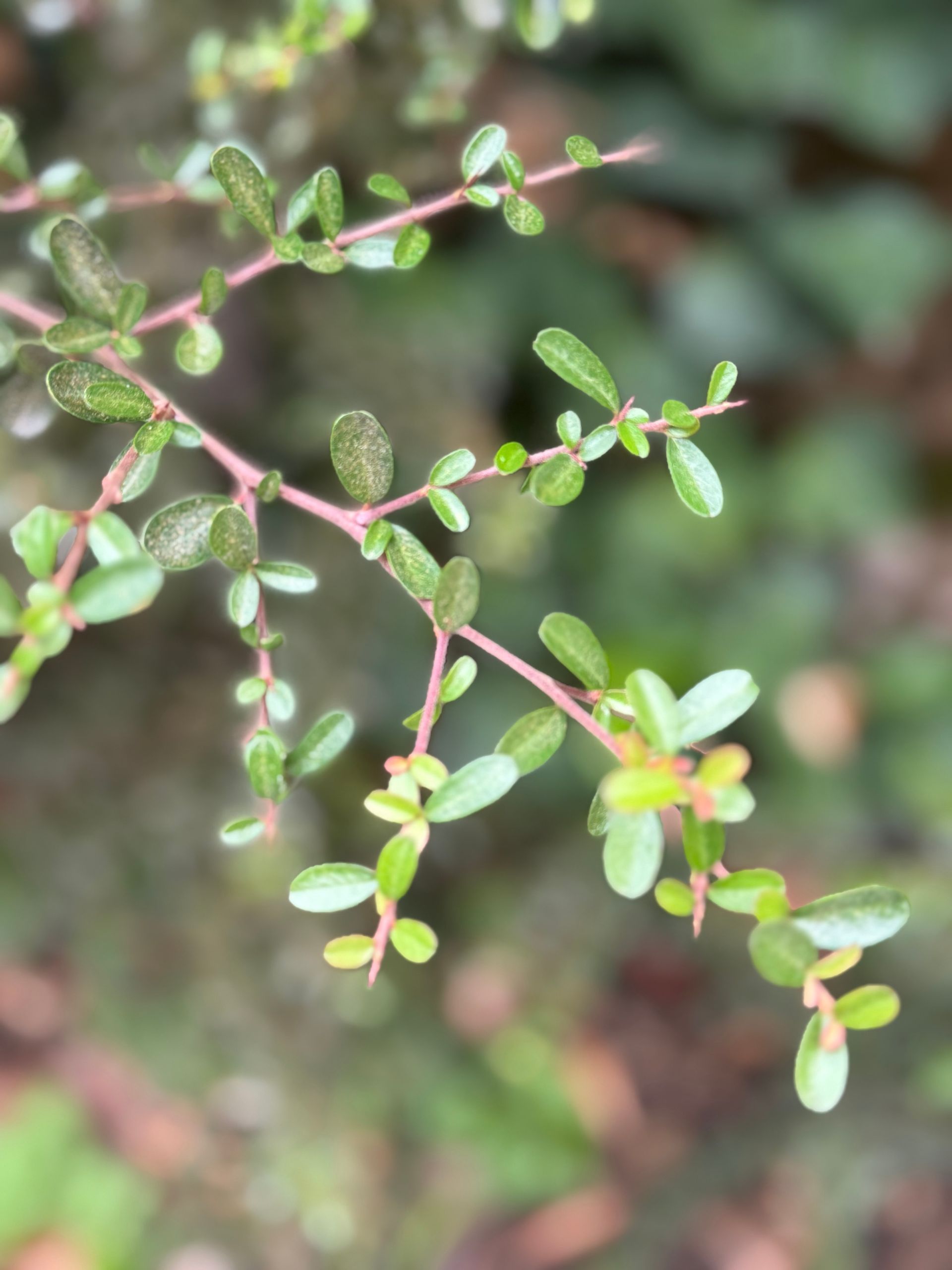 A sunset over a mountain range with a lot of fog